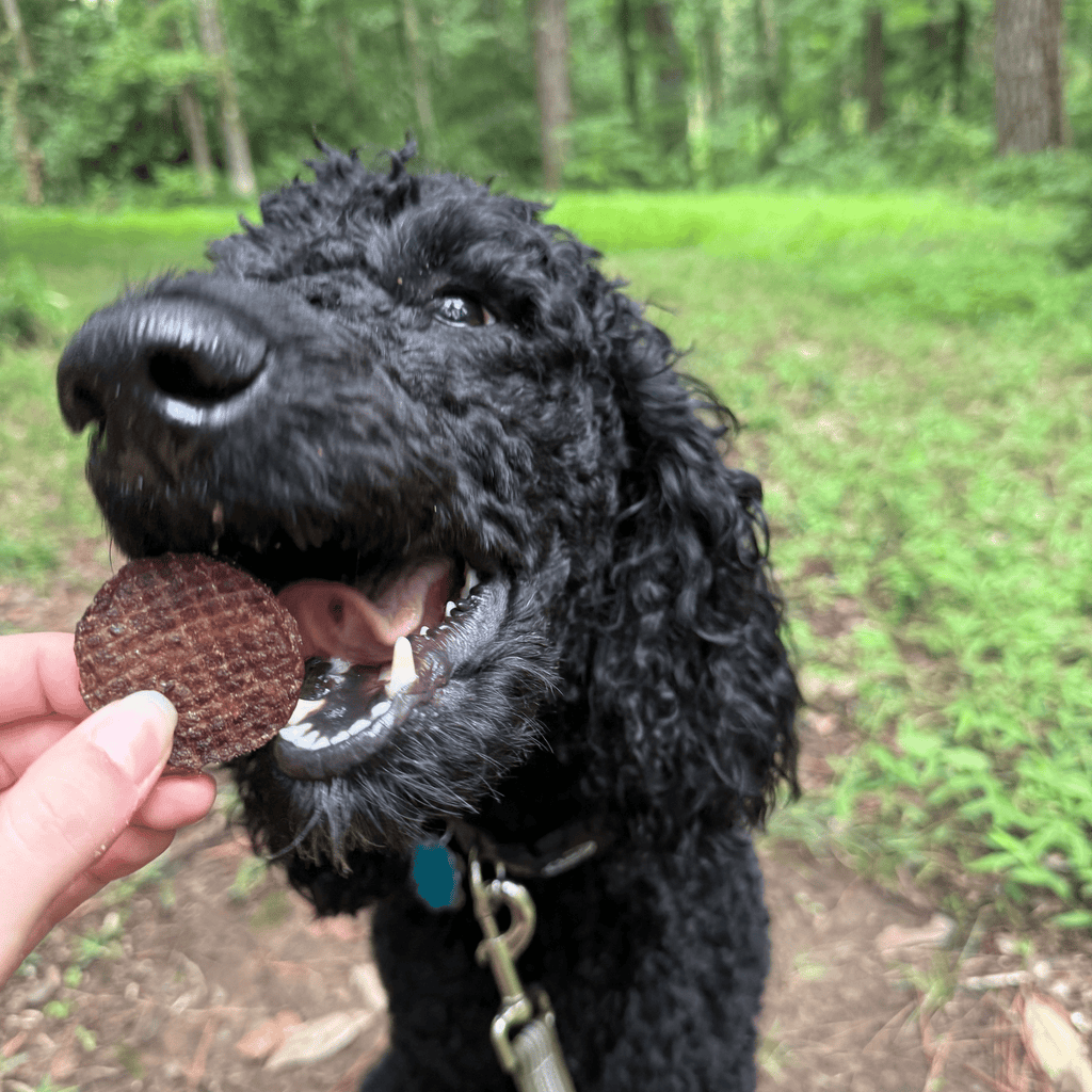 Beef Chips for Dogs