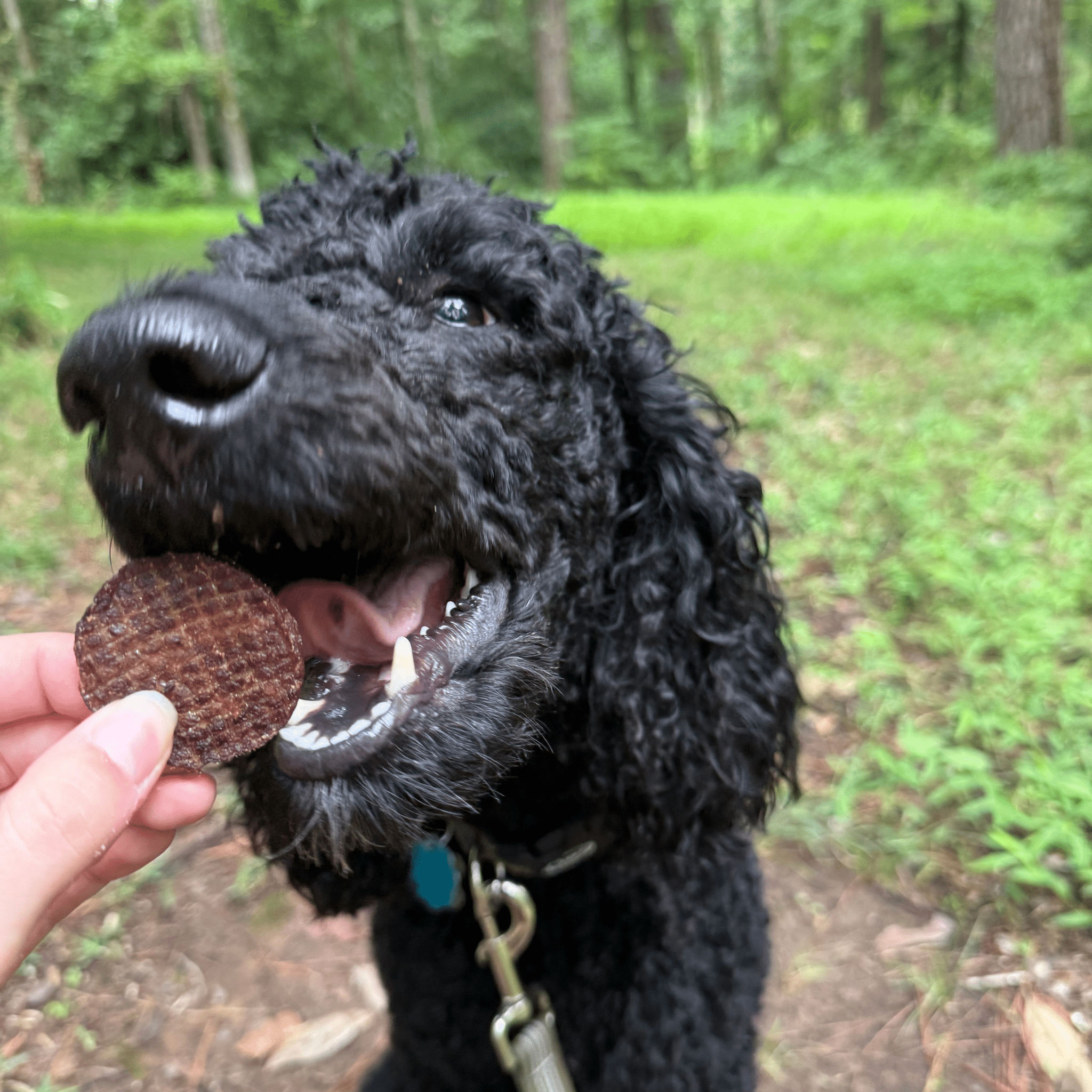Beef Chips for Dogs