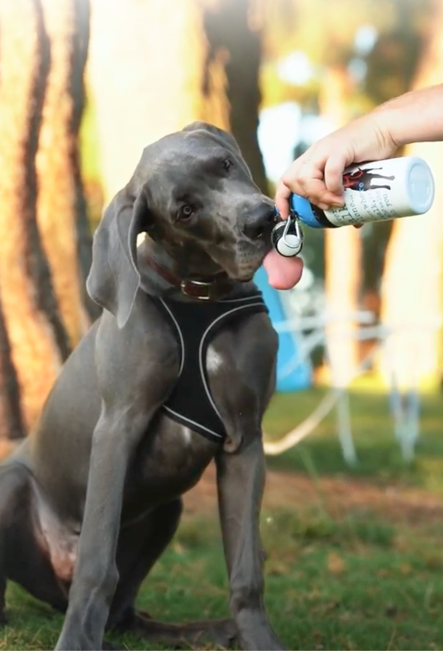 Never Walk Alone Dog Water Bottle