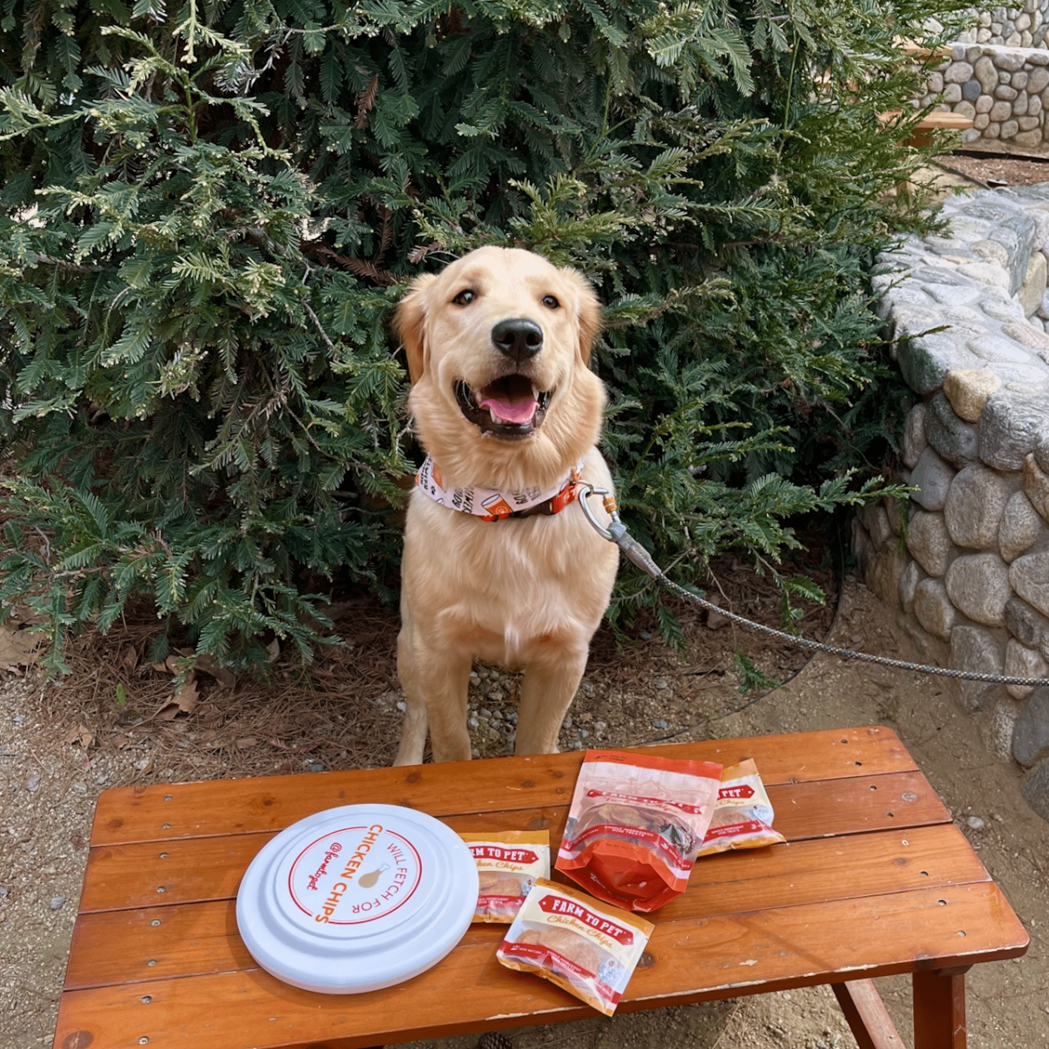 Chicken Chip Dog Frisbee