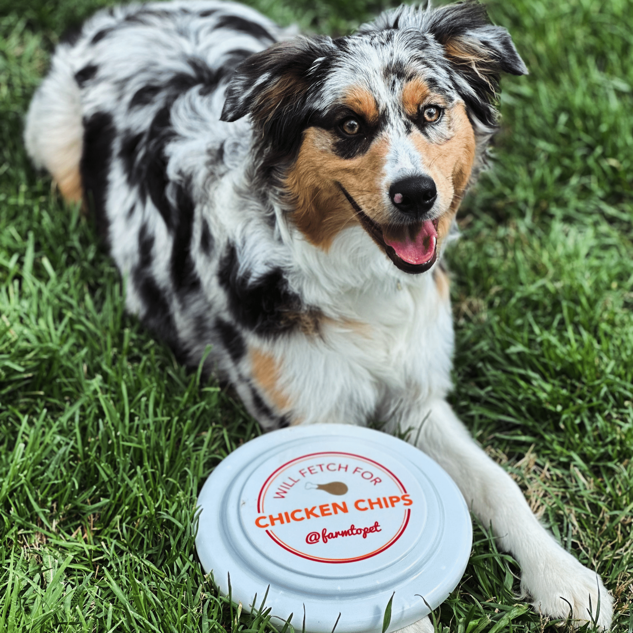 Chicken Chip Dog Frisbee