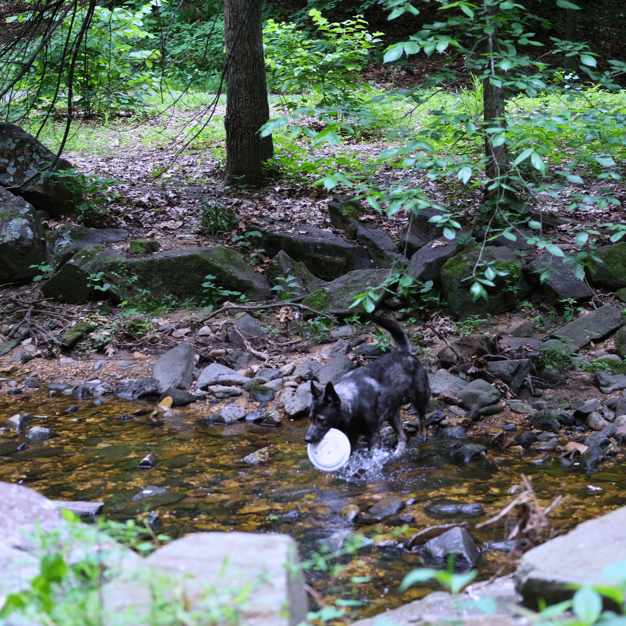 Chicken Chip Dog Frisbee