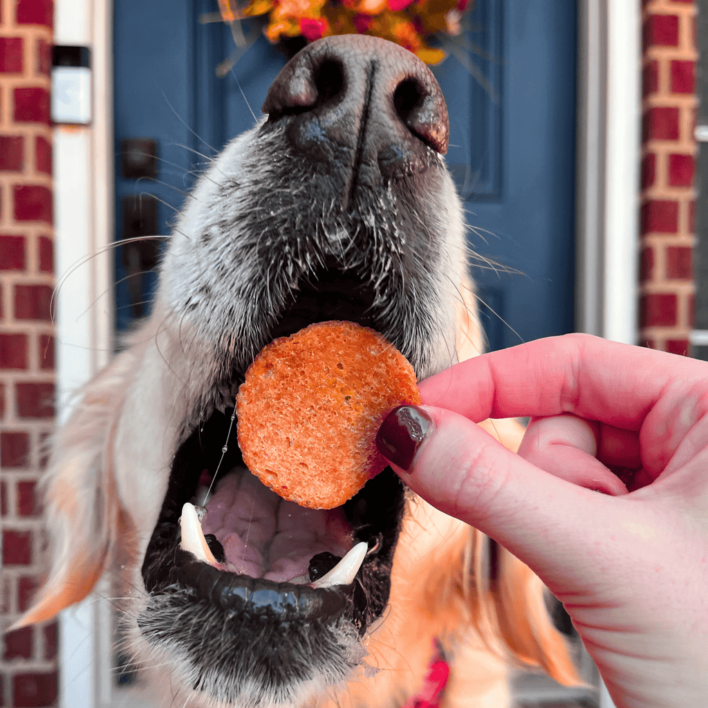 Turkey Feast Chips for Dogs