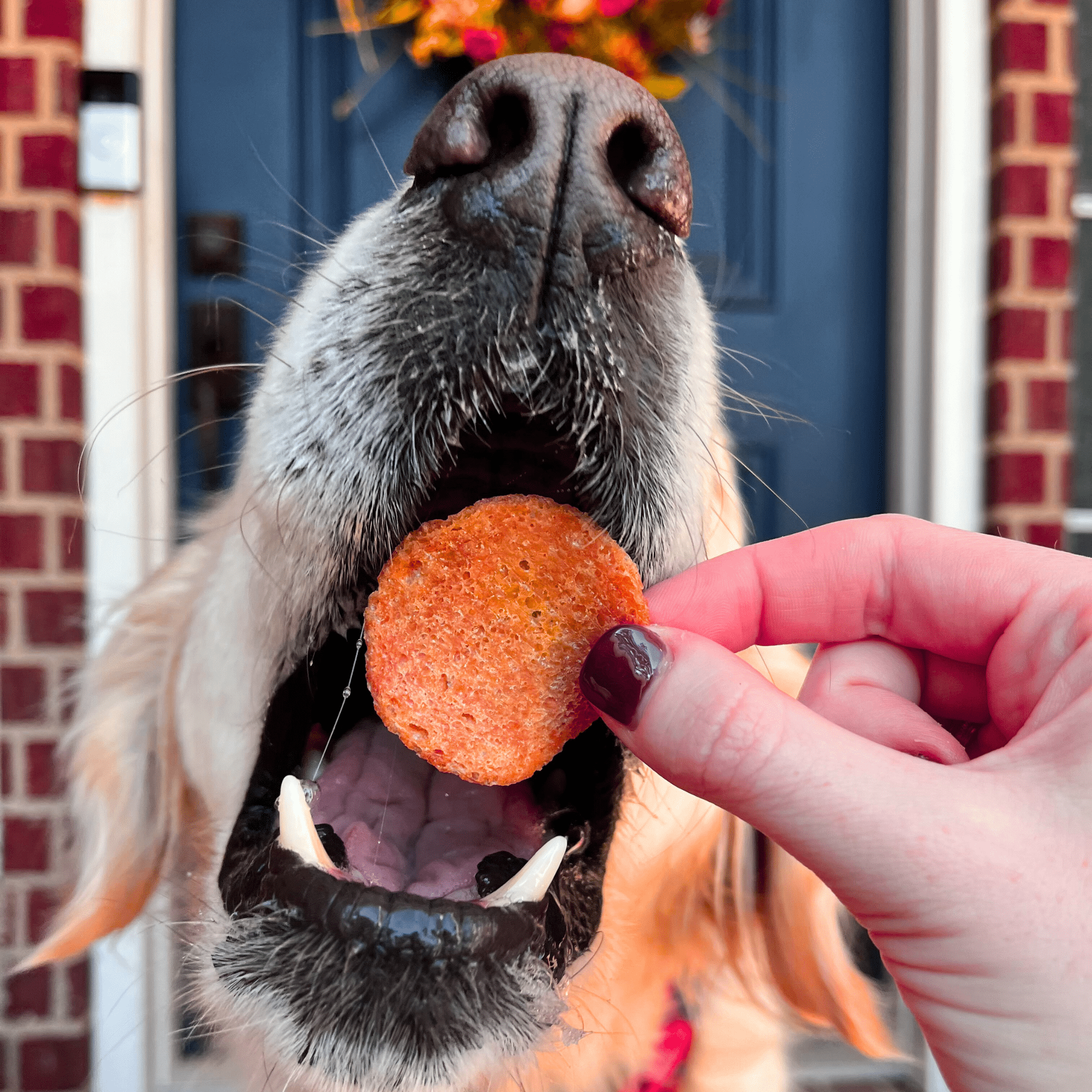 Turkey Feast Chips for Dogs