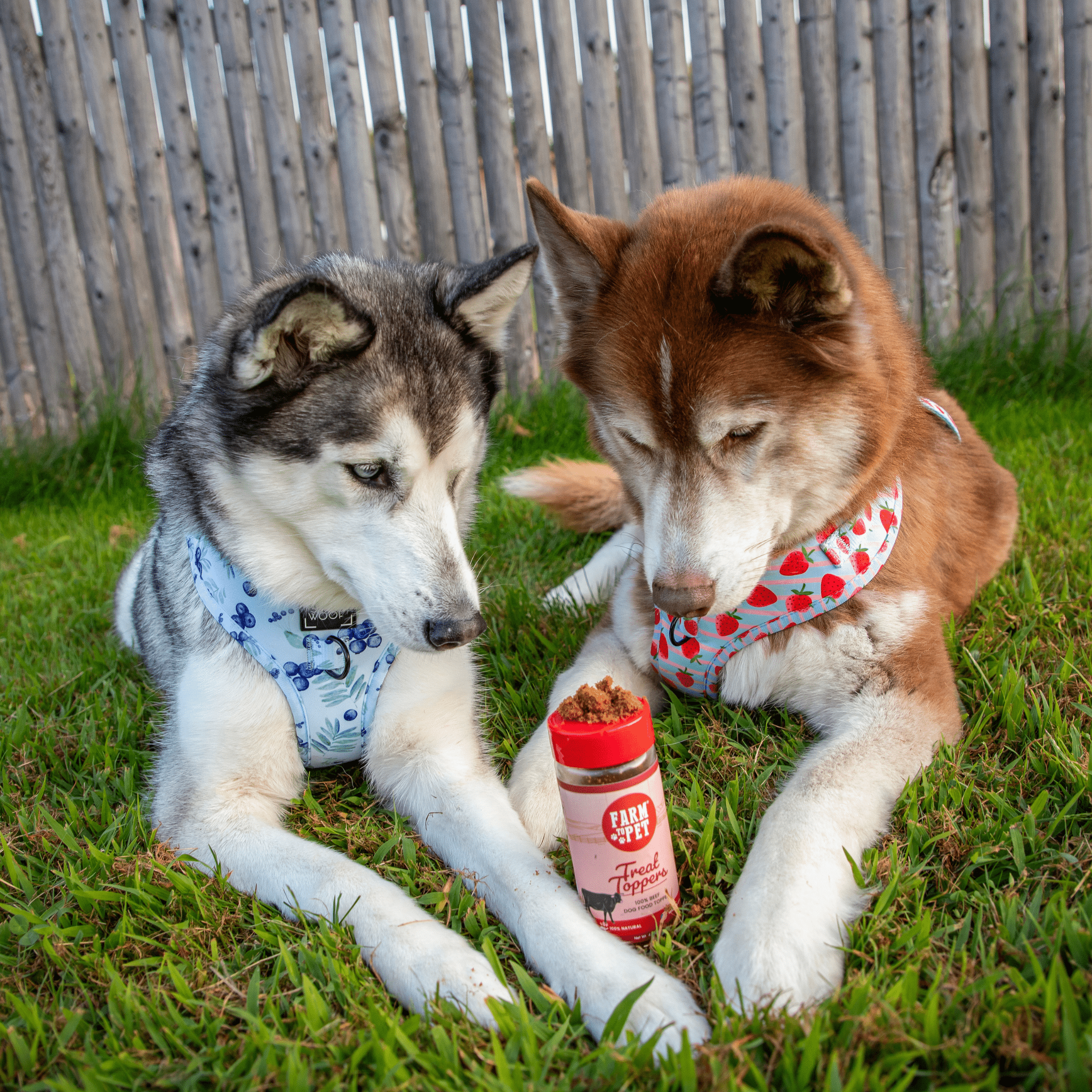 Beef Dog Food Topper Powder