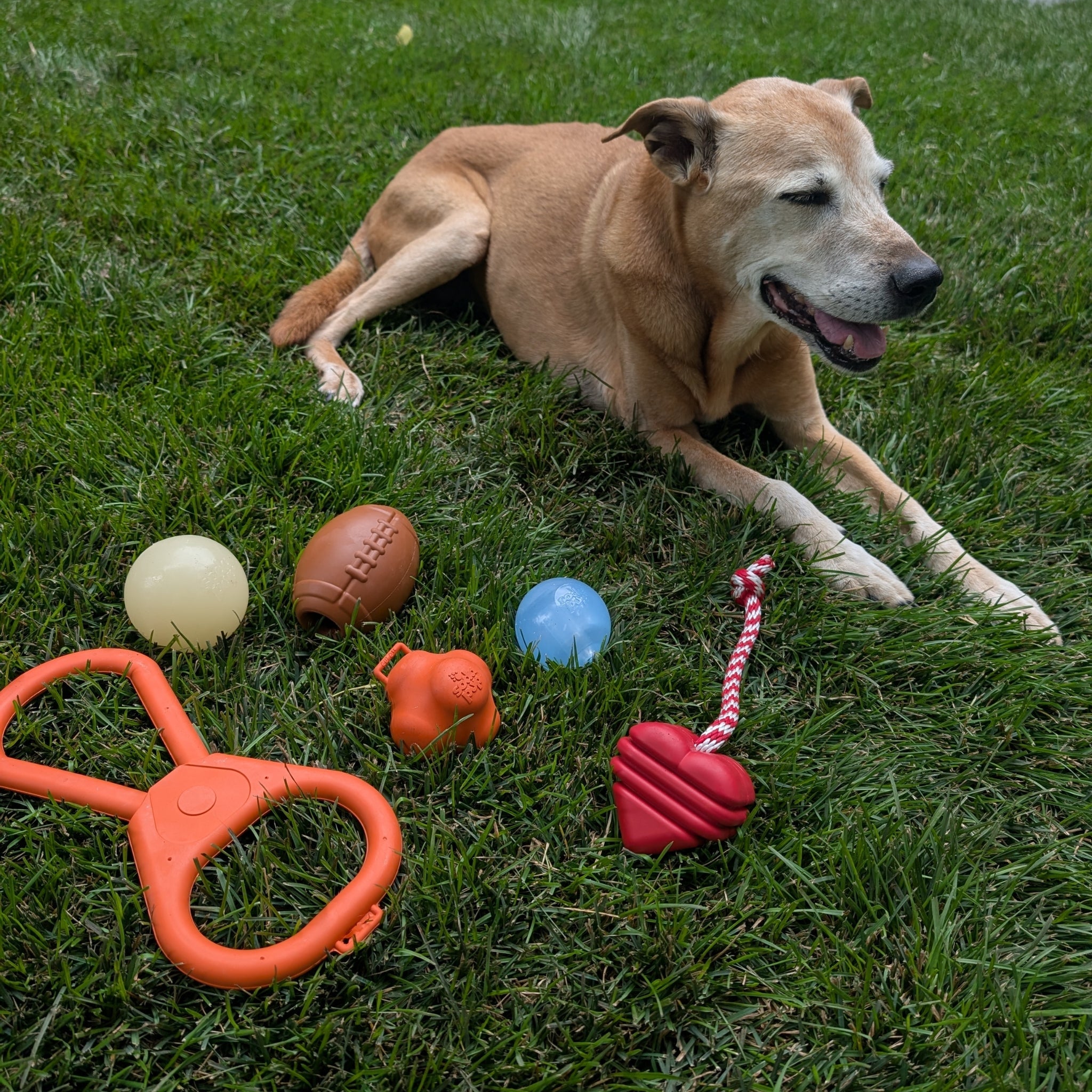 Dog Tug & Chew Toys