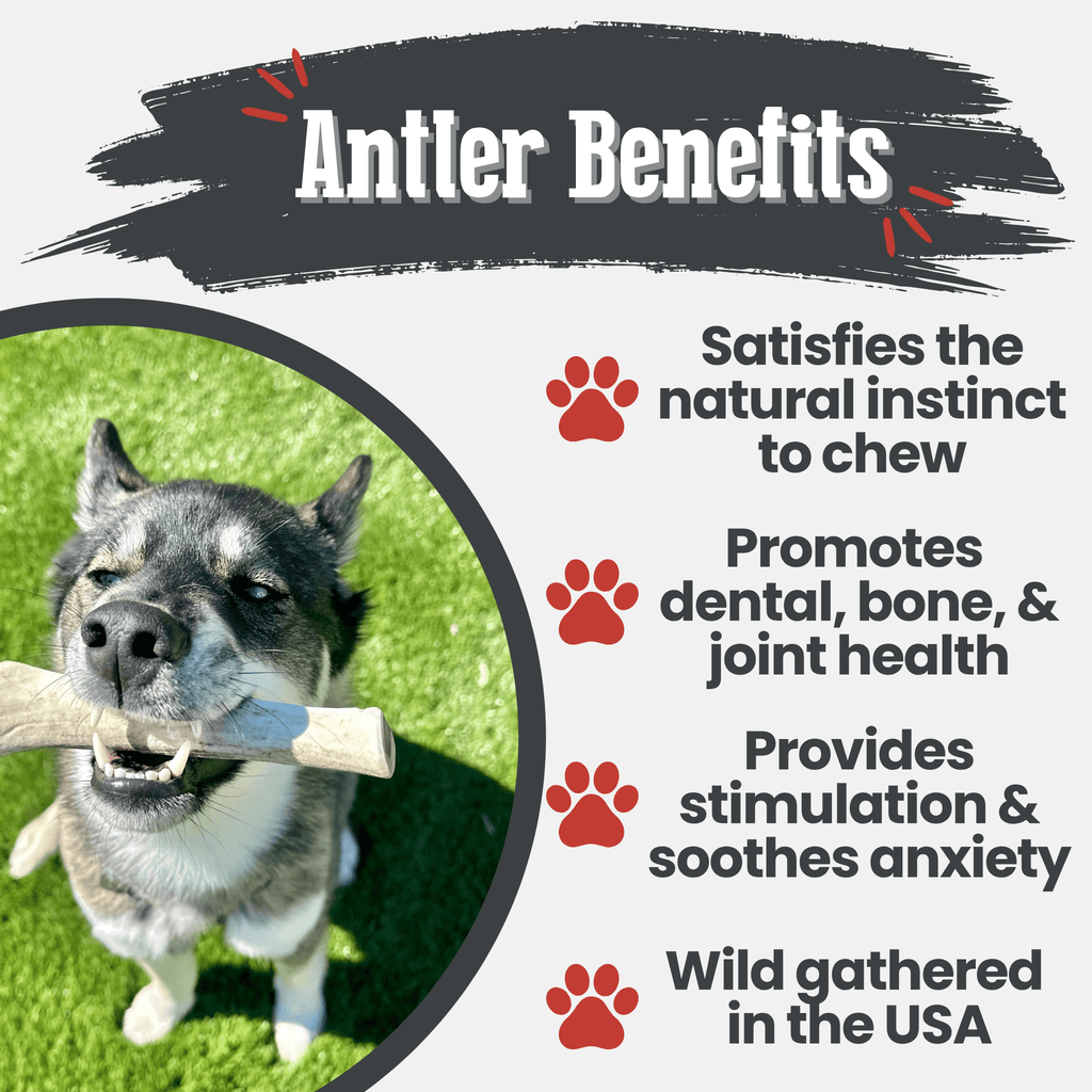 Reindeer Antler Dog Chews