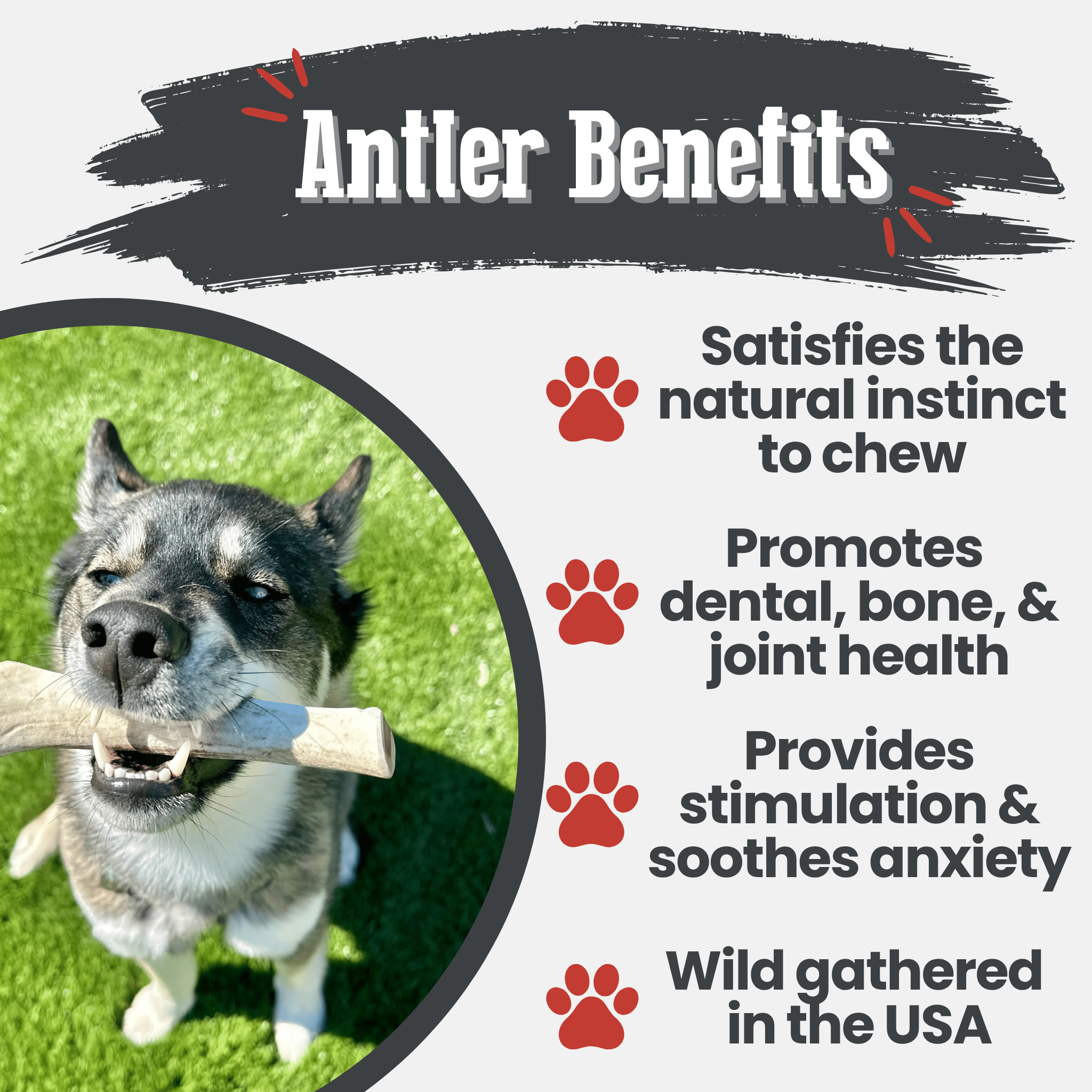Reindeer Antler Dog Chews