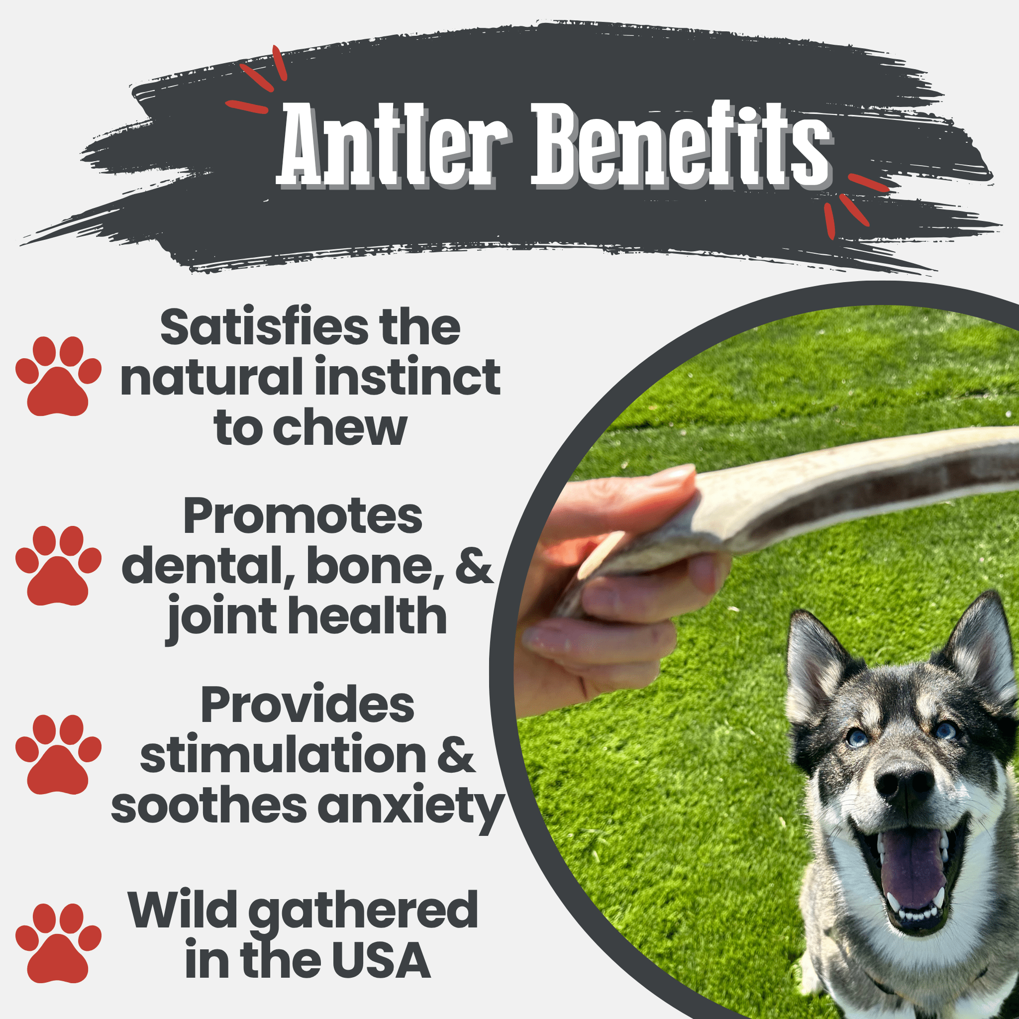 Reindeer Antler Dog Chews
