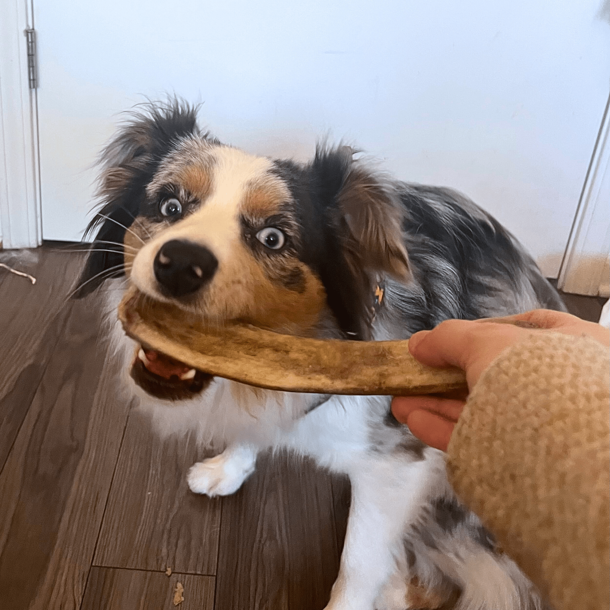Reindeer Antler Dog Chews