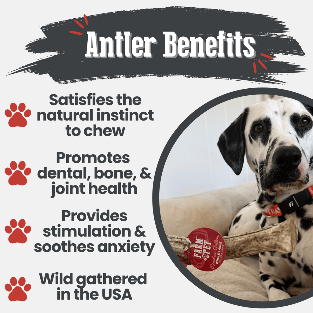 Reindeer Antler Dog Chews