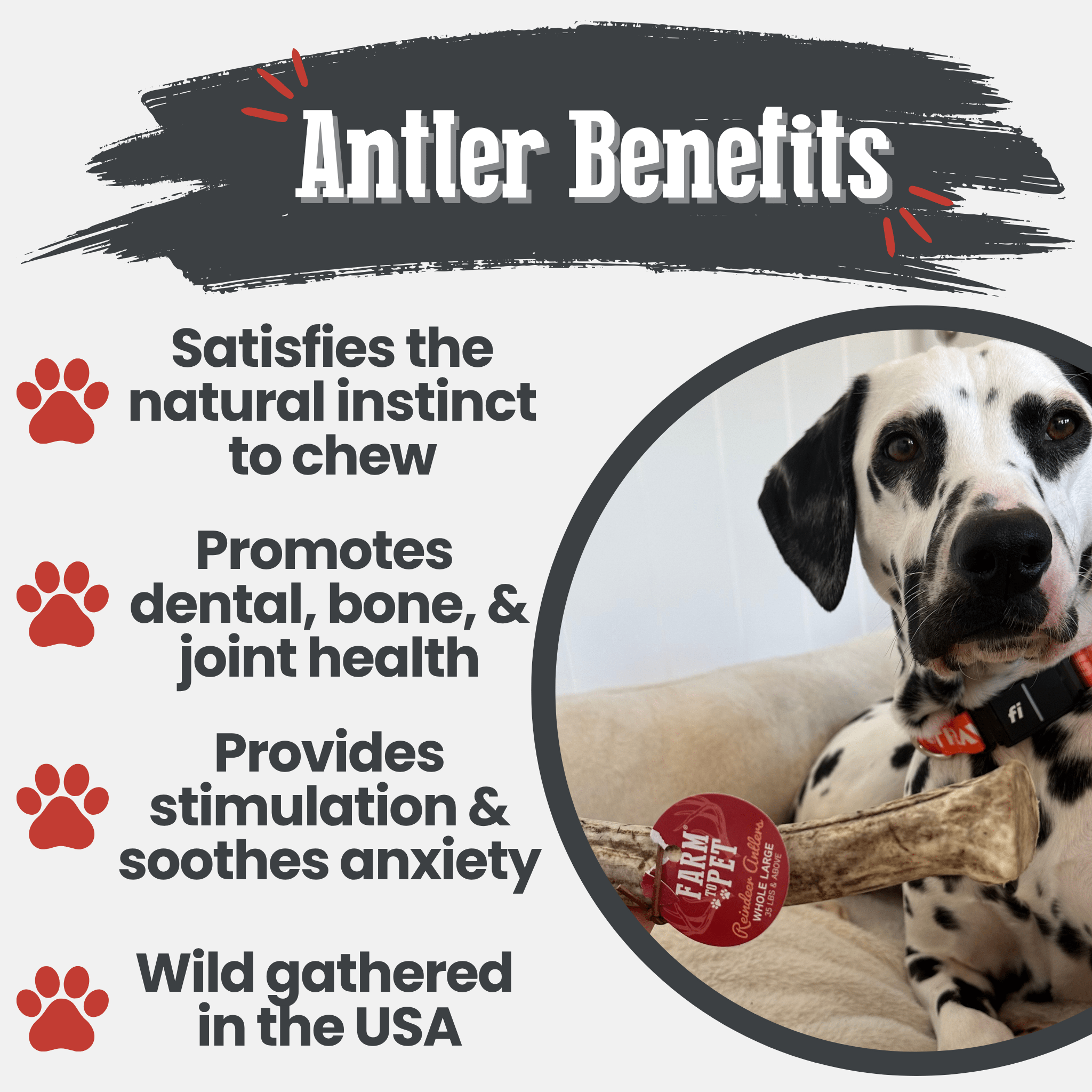 Reindeer Antler Dog Chews