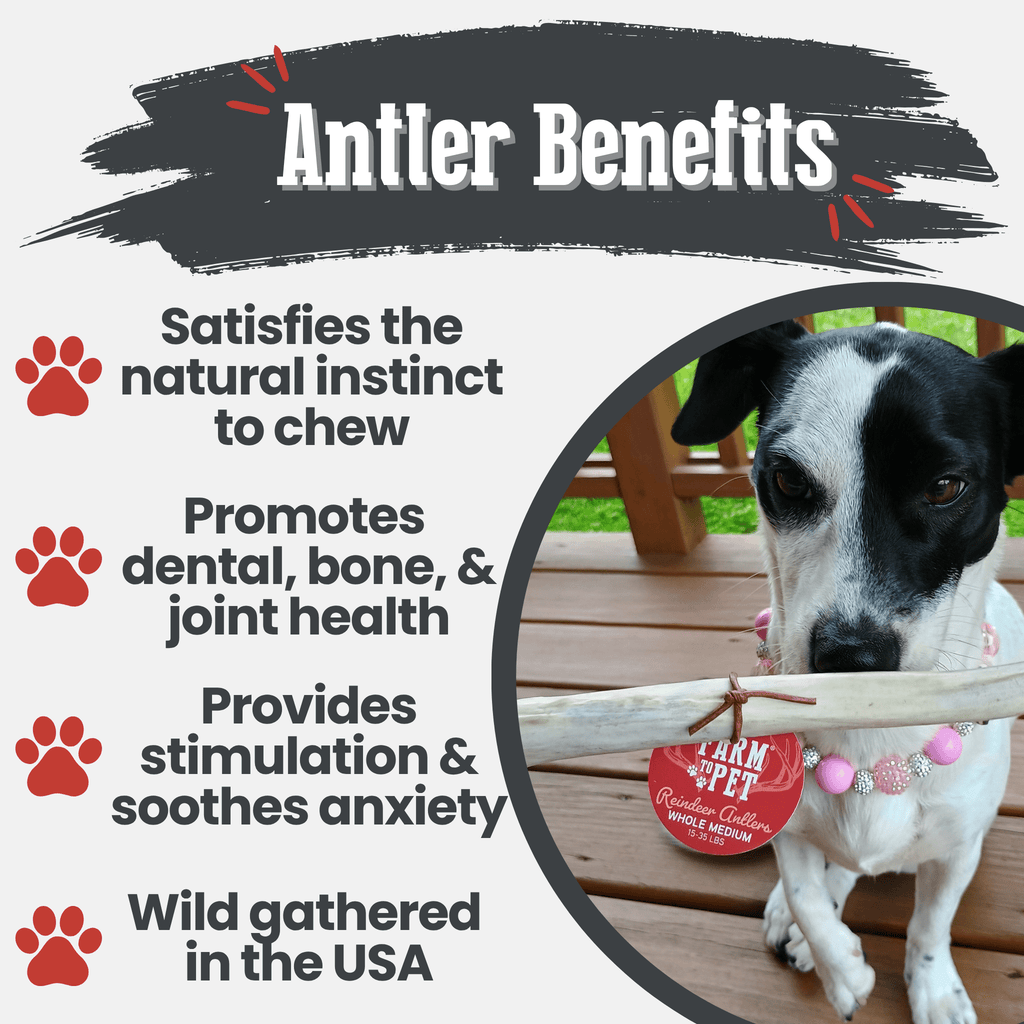 Reindeer Antler Dog Chews