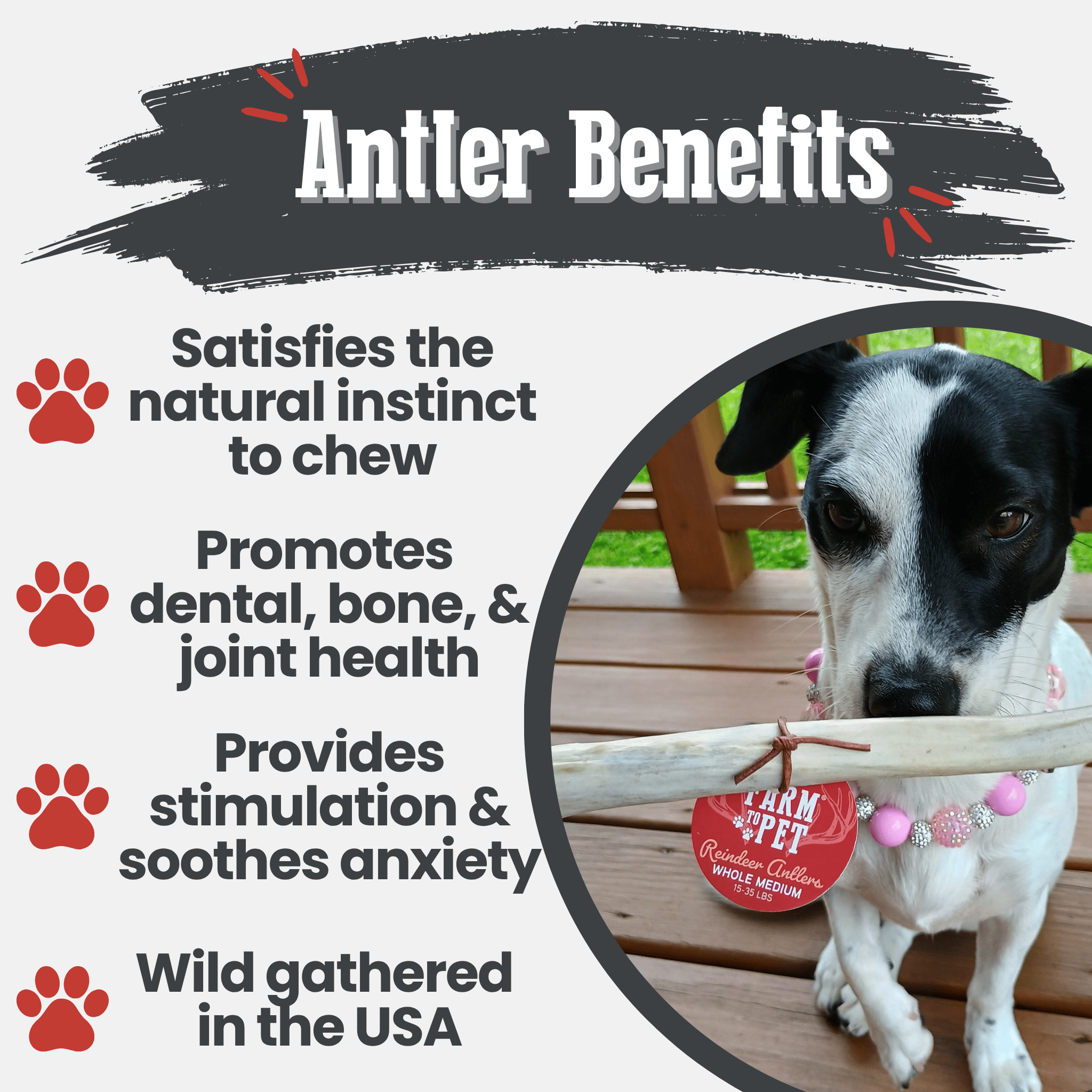 Reindeer Antler Dog Chews