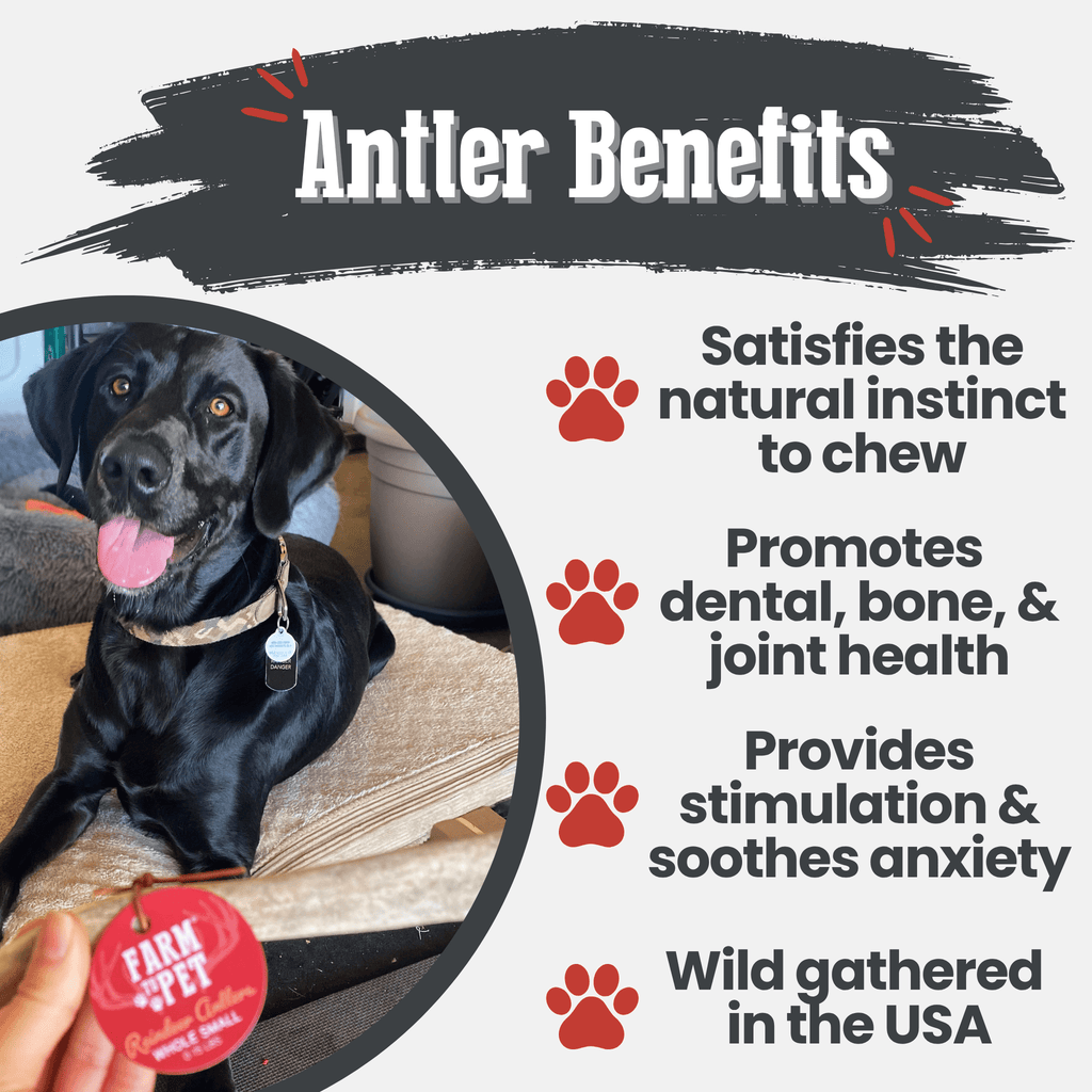 Reindeer Antler Dog Chews