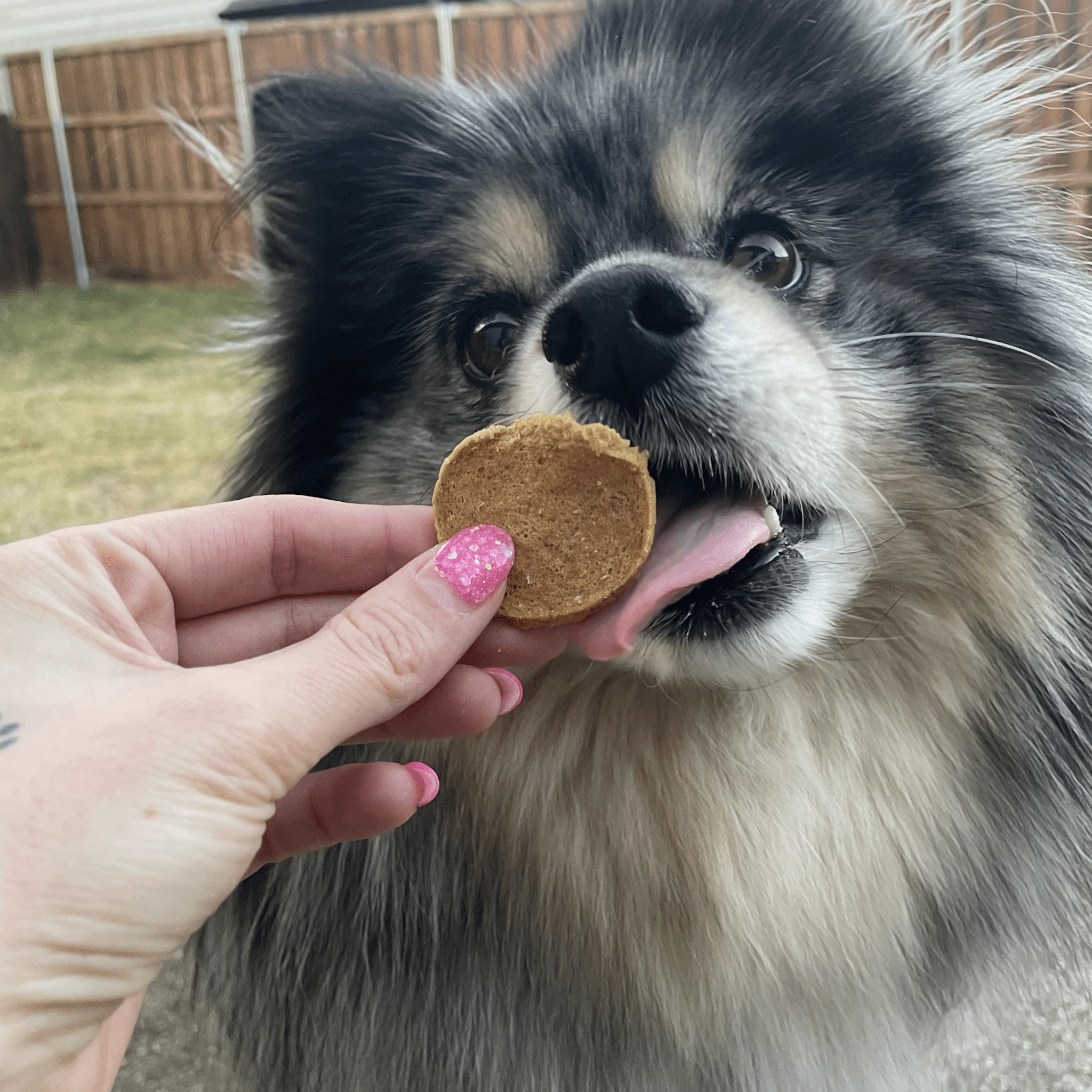 Fish Chips for Dogs