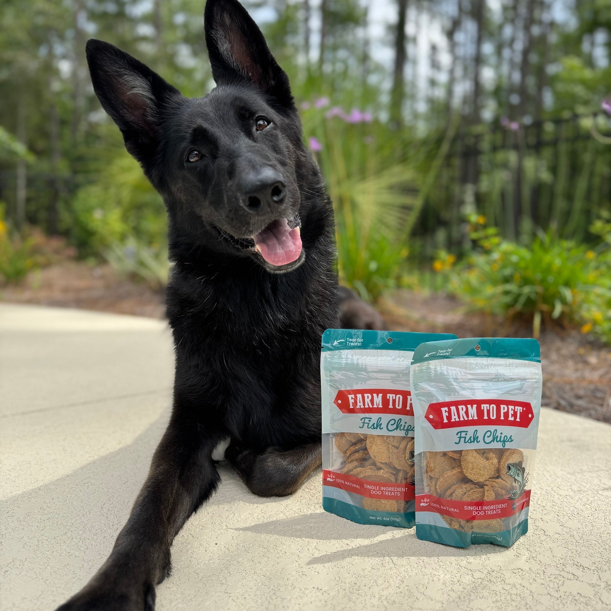 Fish Chips for Dogs