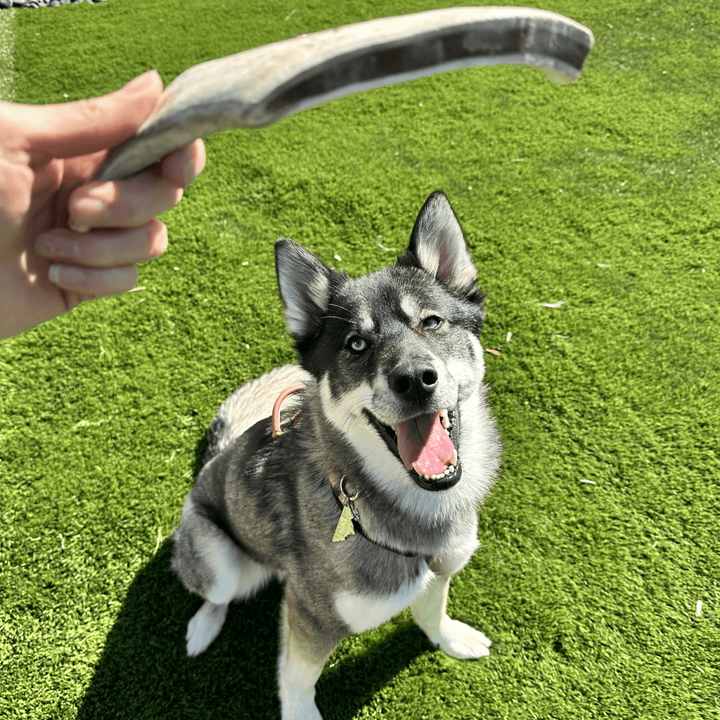 Reindeer Antler Dog Chews