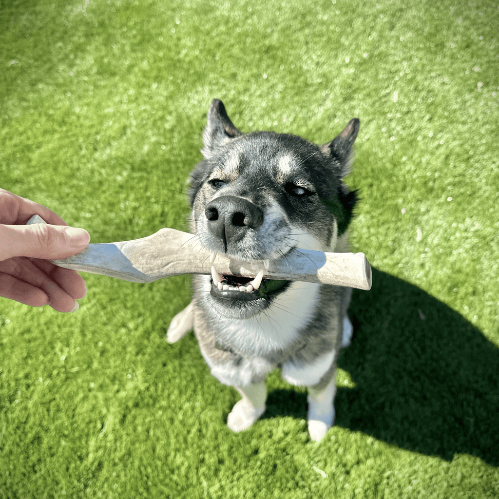 Reindeer Antler Dog Chews