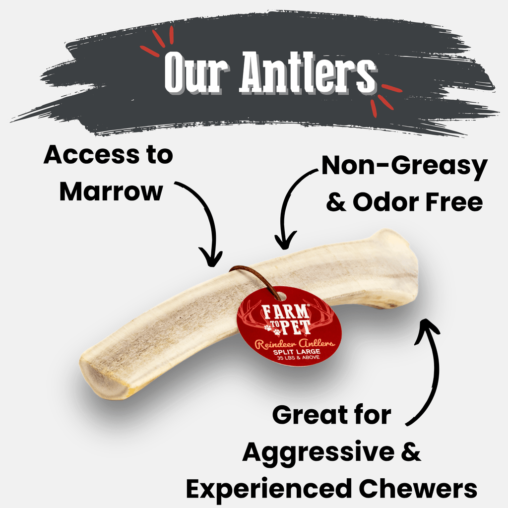 Reindeer Antler Dog Chews