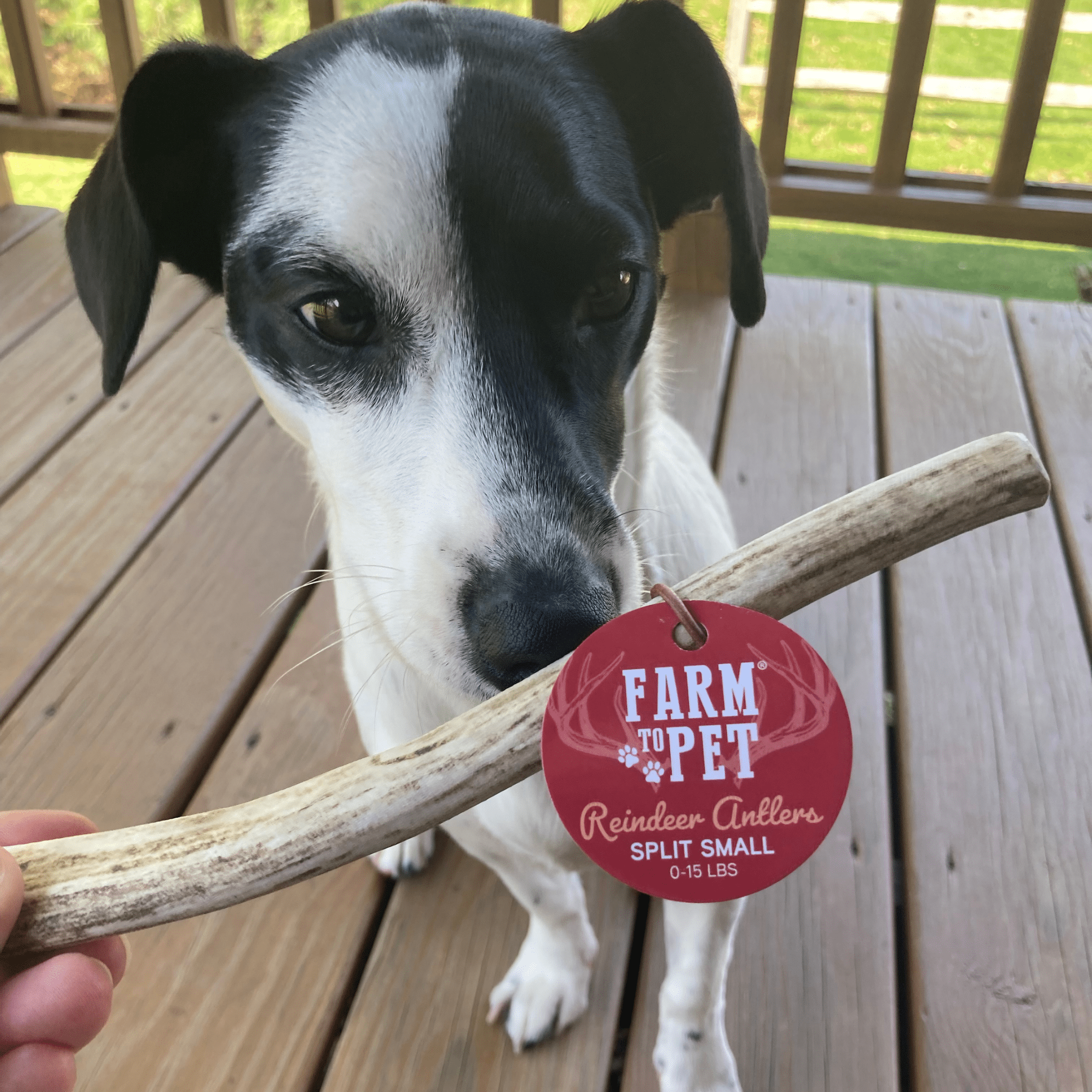 Reindeer Antler Dog Chews