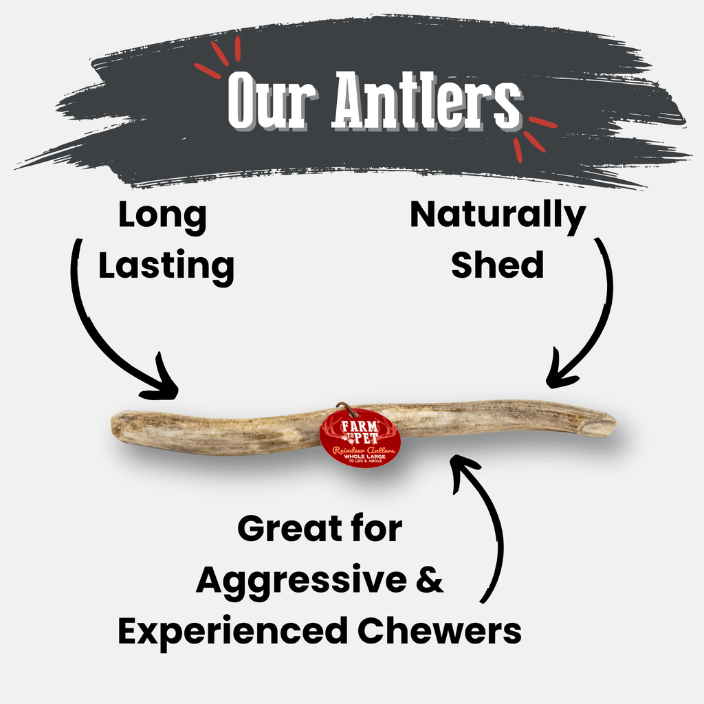 Reindeer Antler Dog Chews