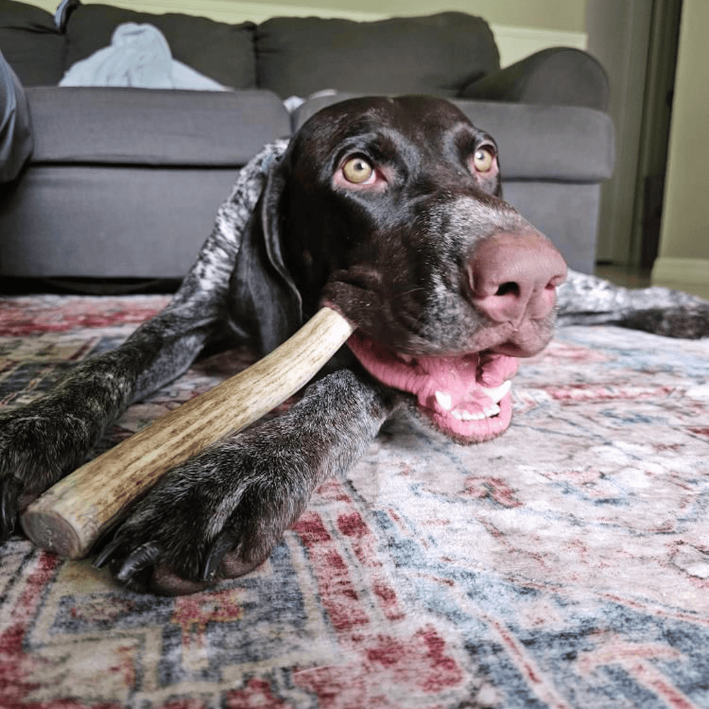Reindeer Antler Dog Chews
