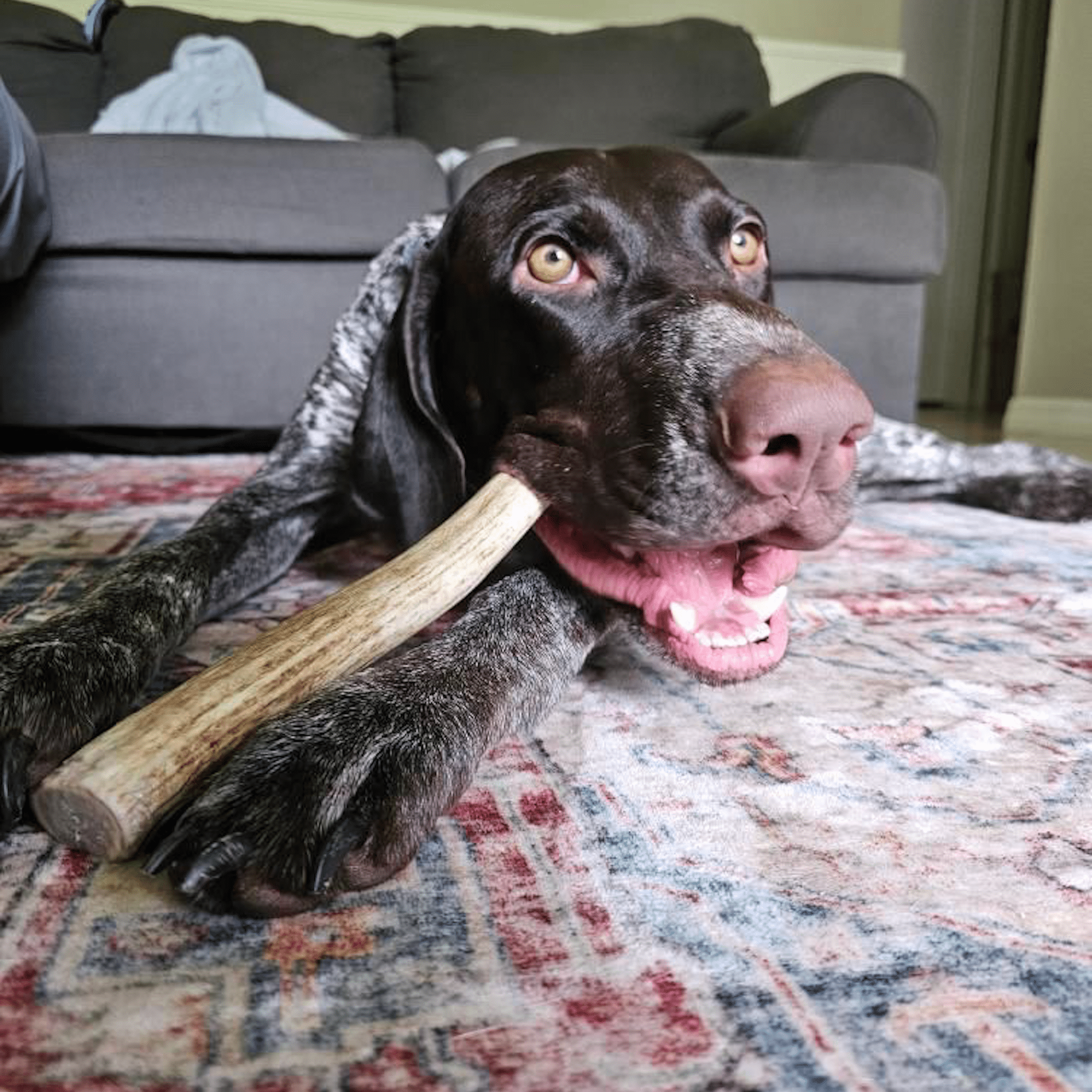 Reindeer Antler Dog Chews