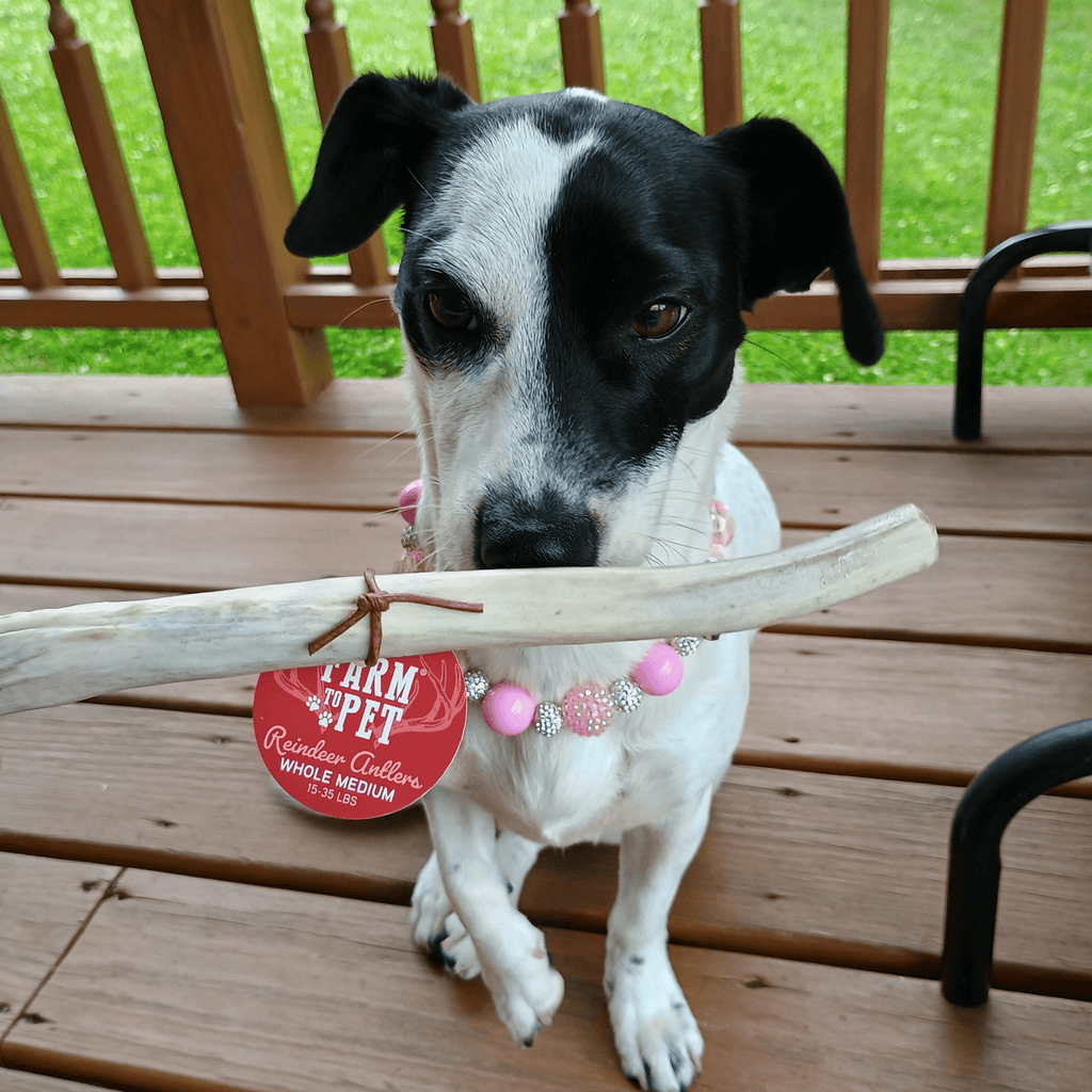 Reindeer Antler Dog Chews