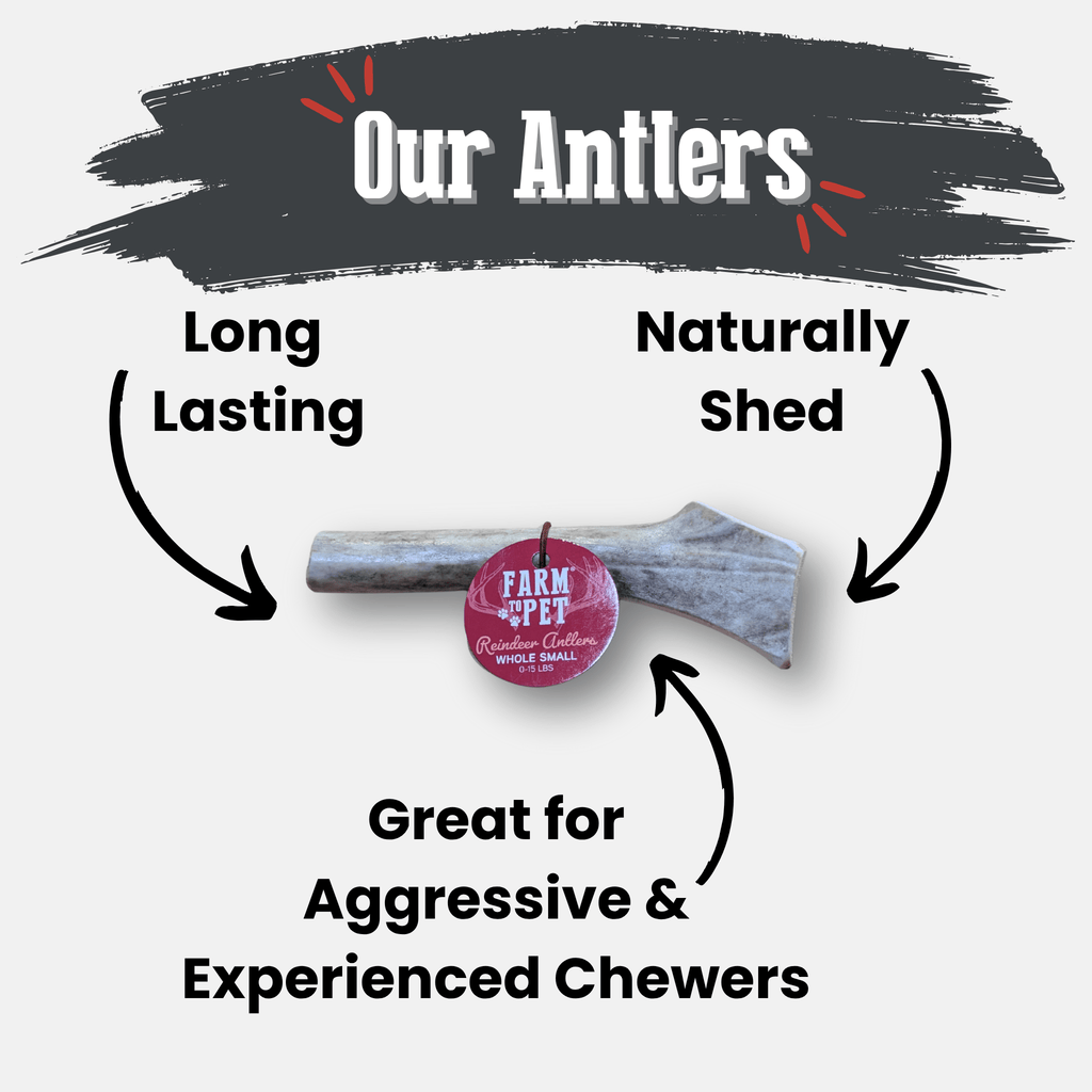Reindeer Antler Dog Chews