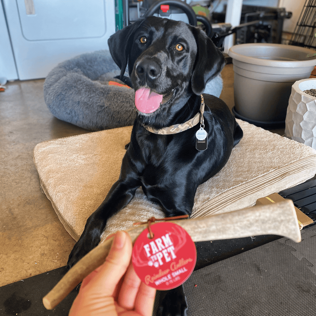 Reindeer Antler Dog Chews