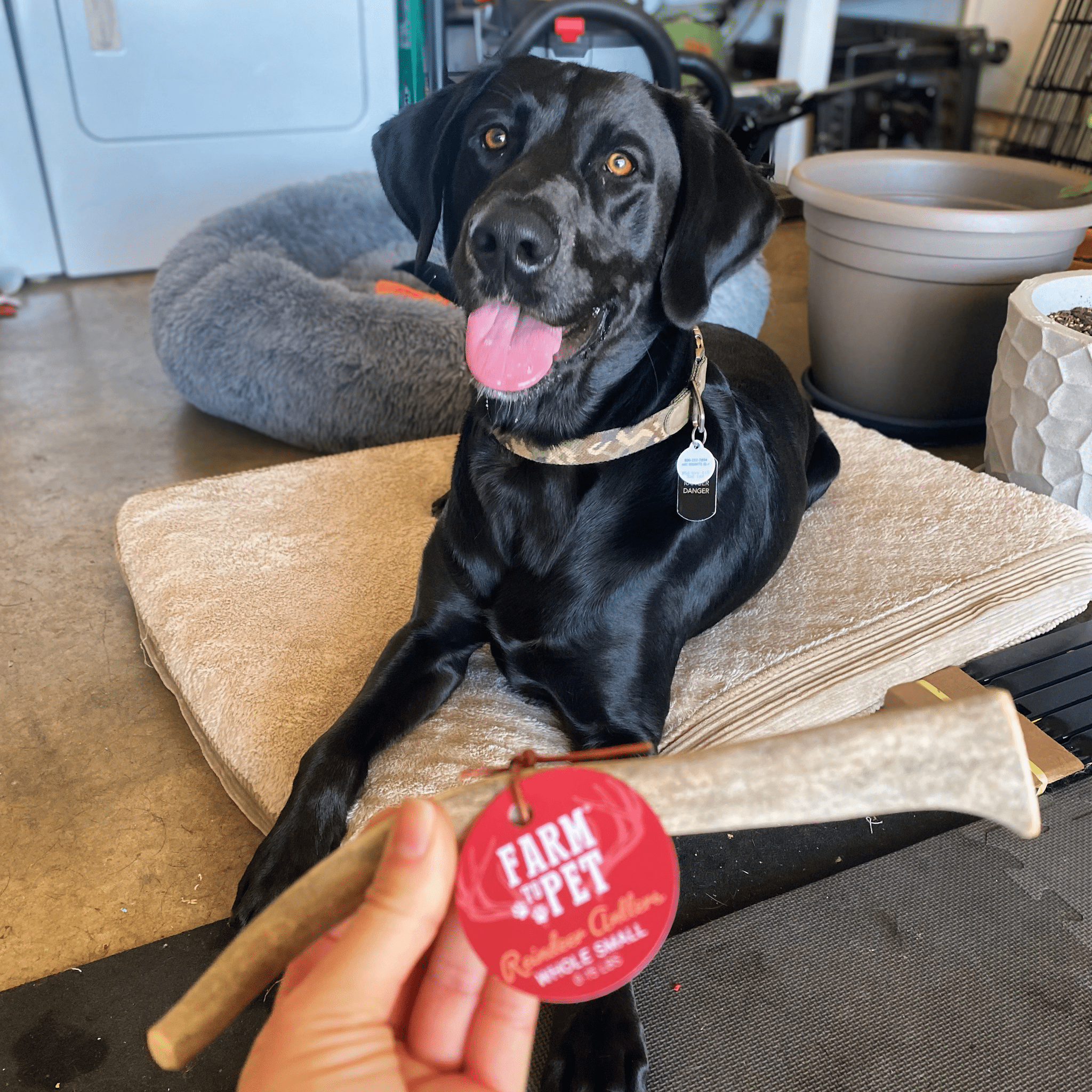 Reindeer Antler Dog Chews