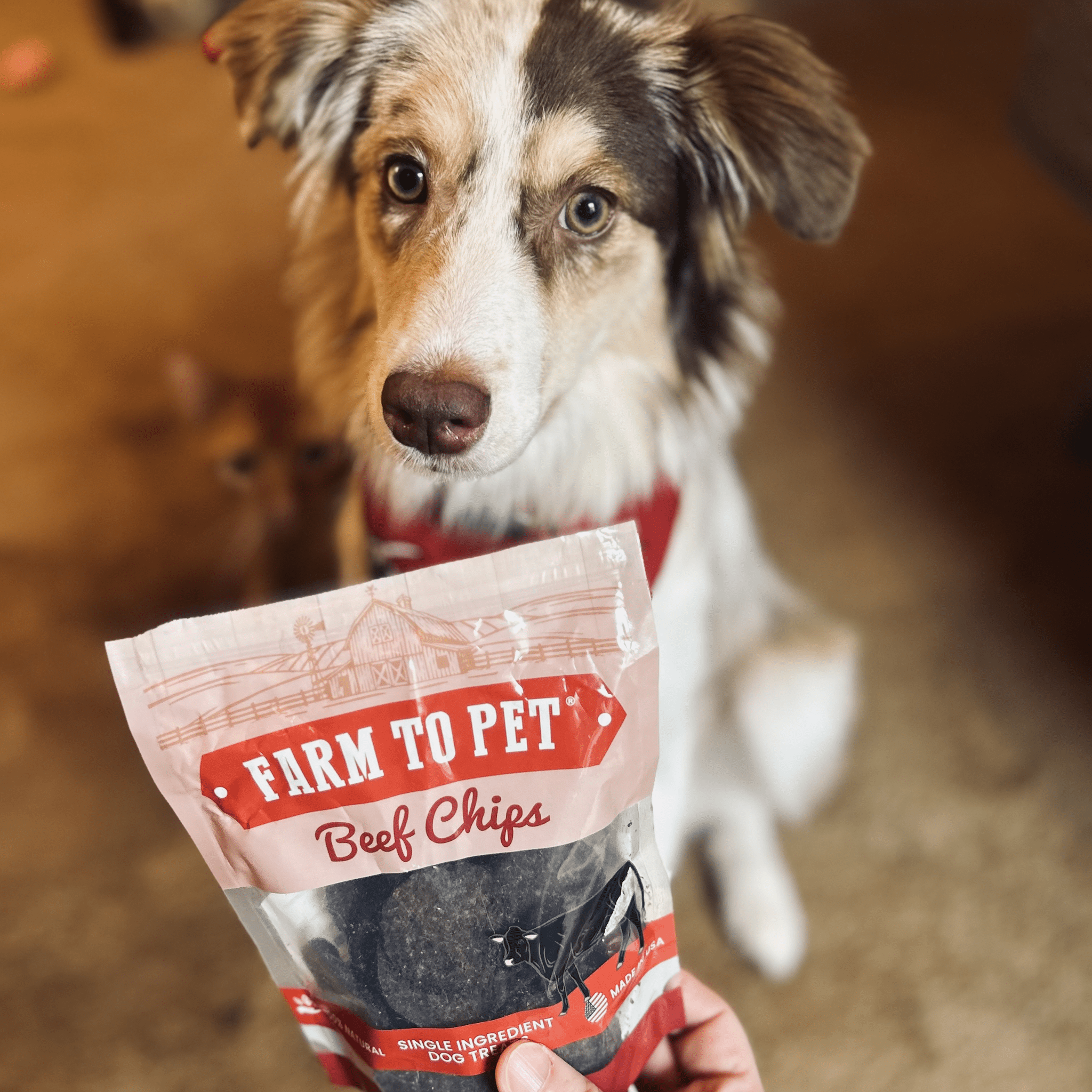 Puppy Treat Starter Pack