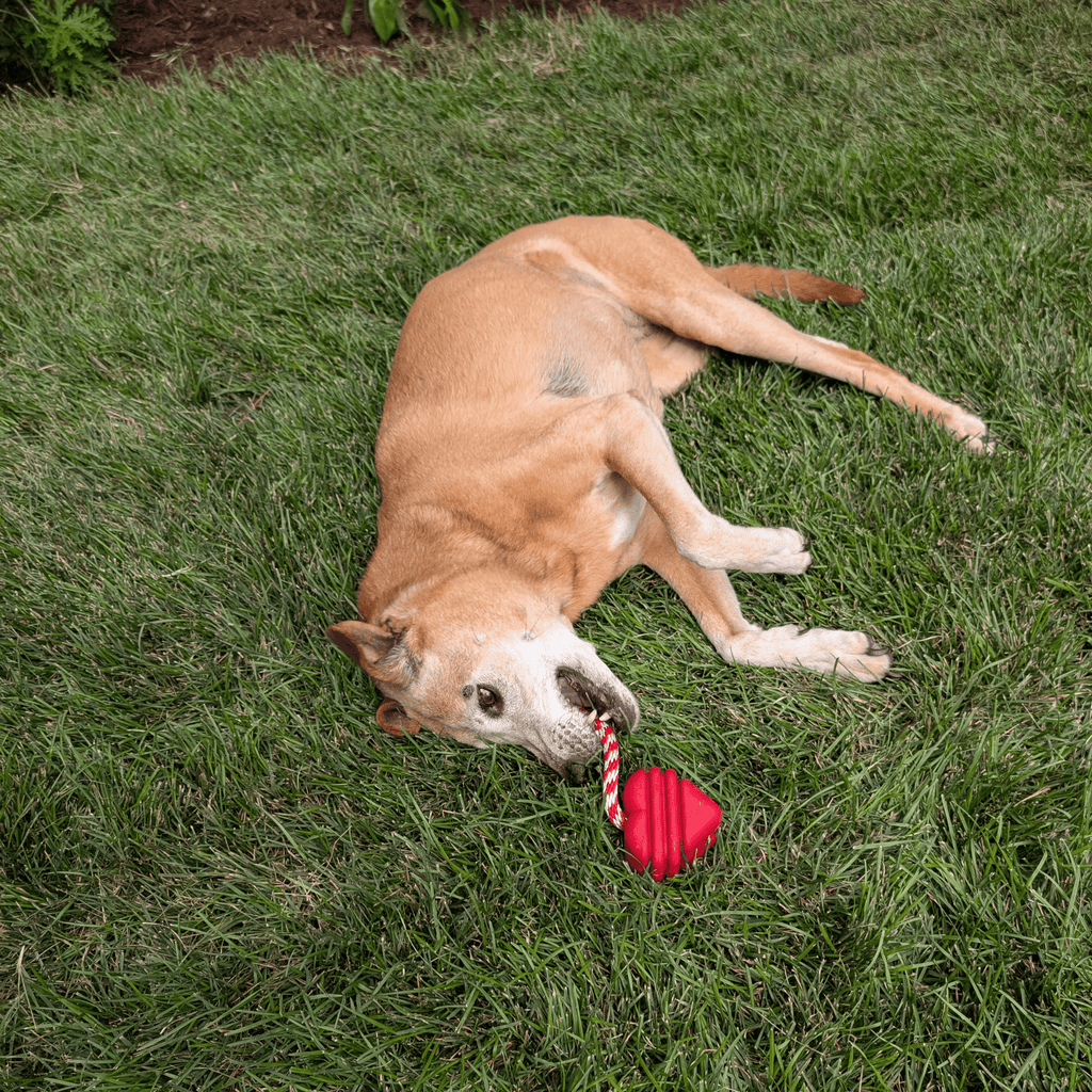 Dog Tug & Chew Toys
