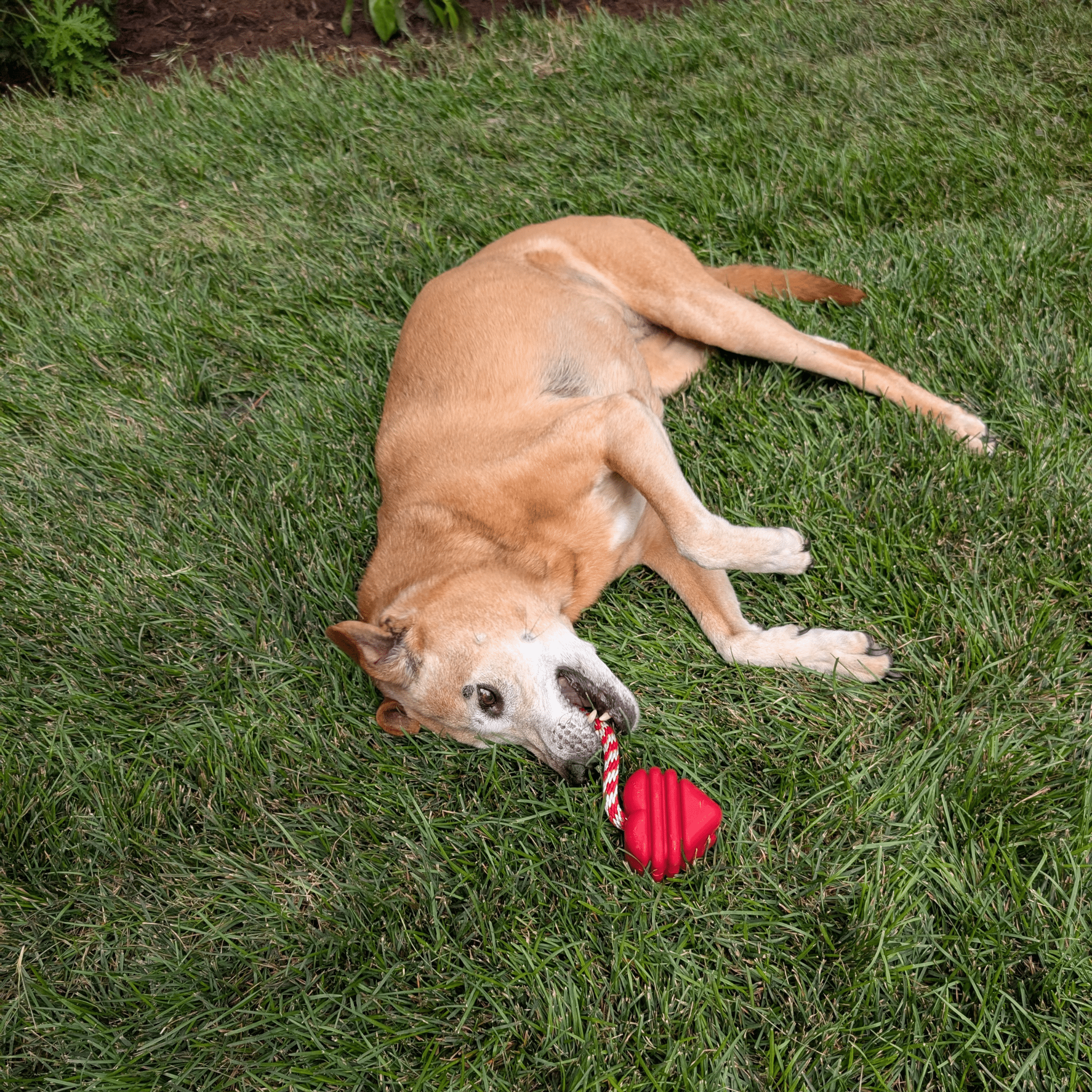 Dog Tug & Chew Toys
