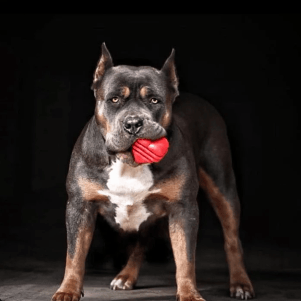 Dog Tug & Chew Toys