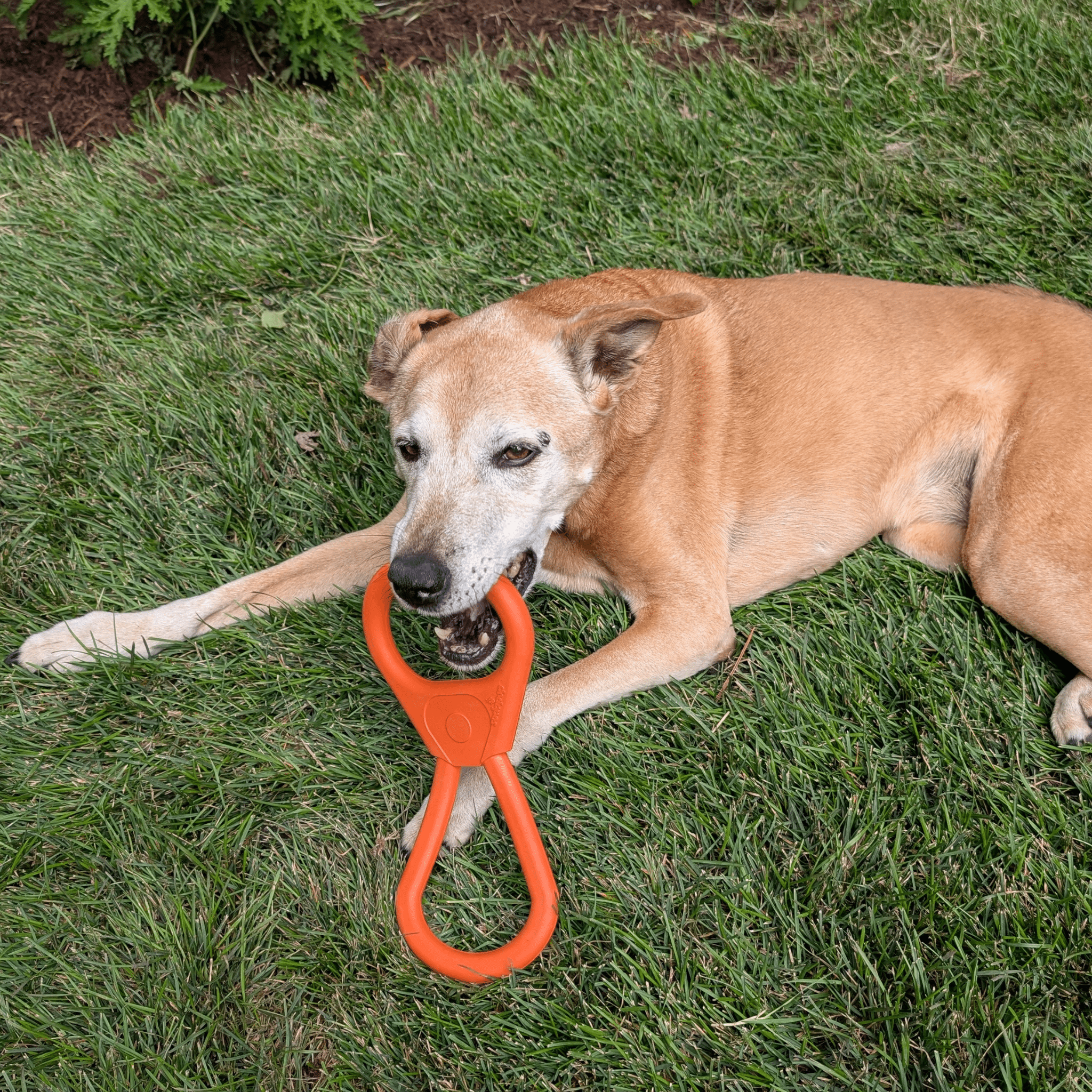 Dog Tug & Chew Toys