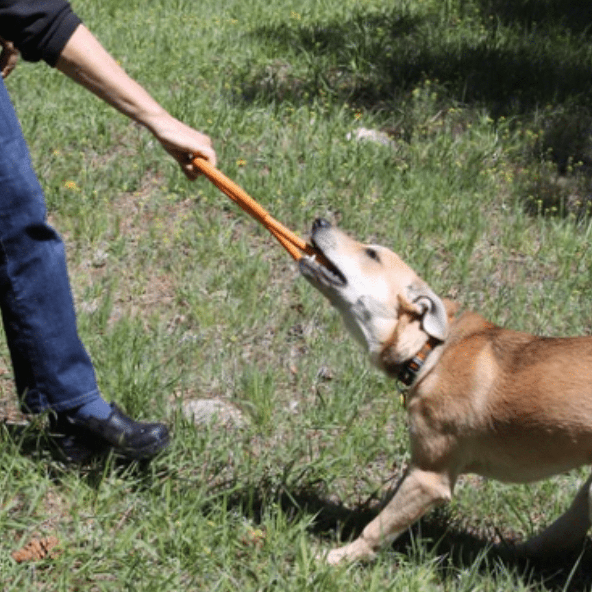 Dog Tug & Chew Toys