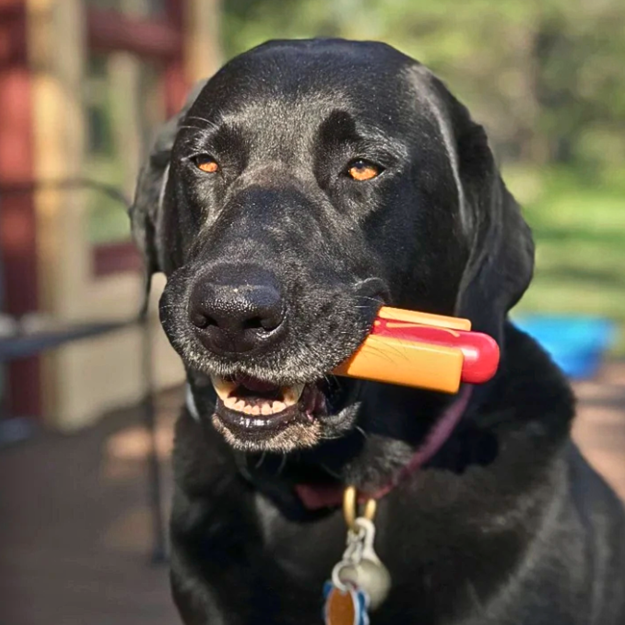 Dog Tug & Chew Toys