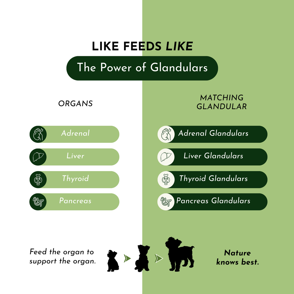 Holistic Daily Multivitamin for Dogs & Cats
