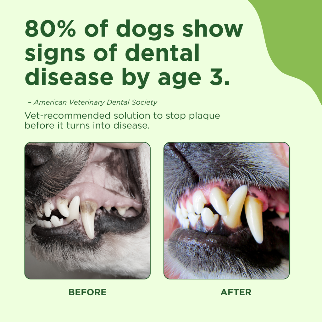 Dog teeth before-and-after dental health close-ups for oral care.