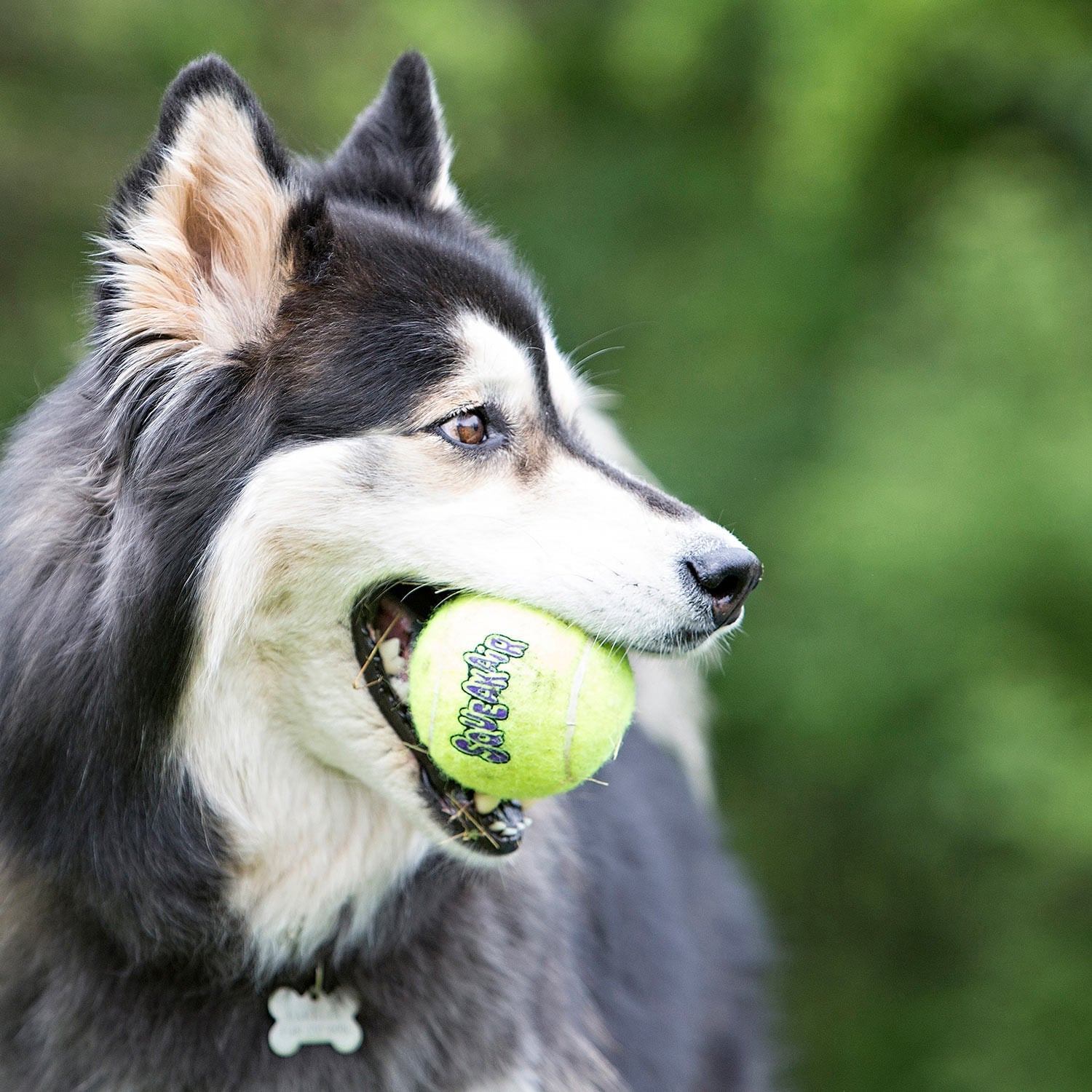 KONG Squeaker Tennis Balls