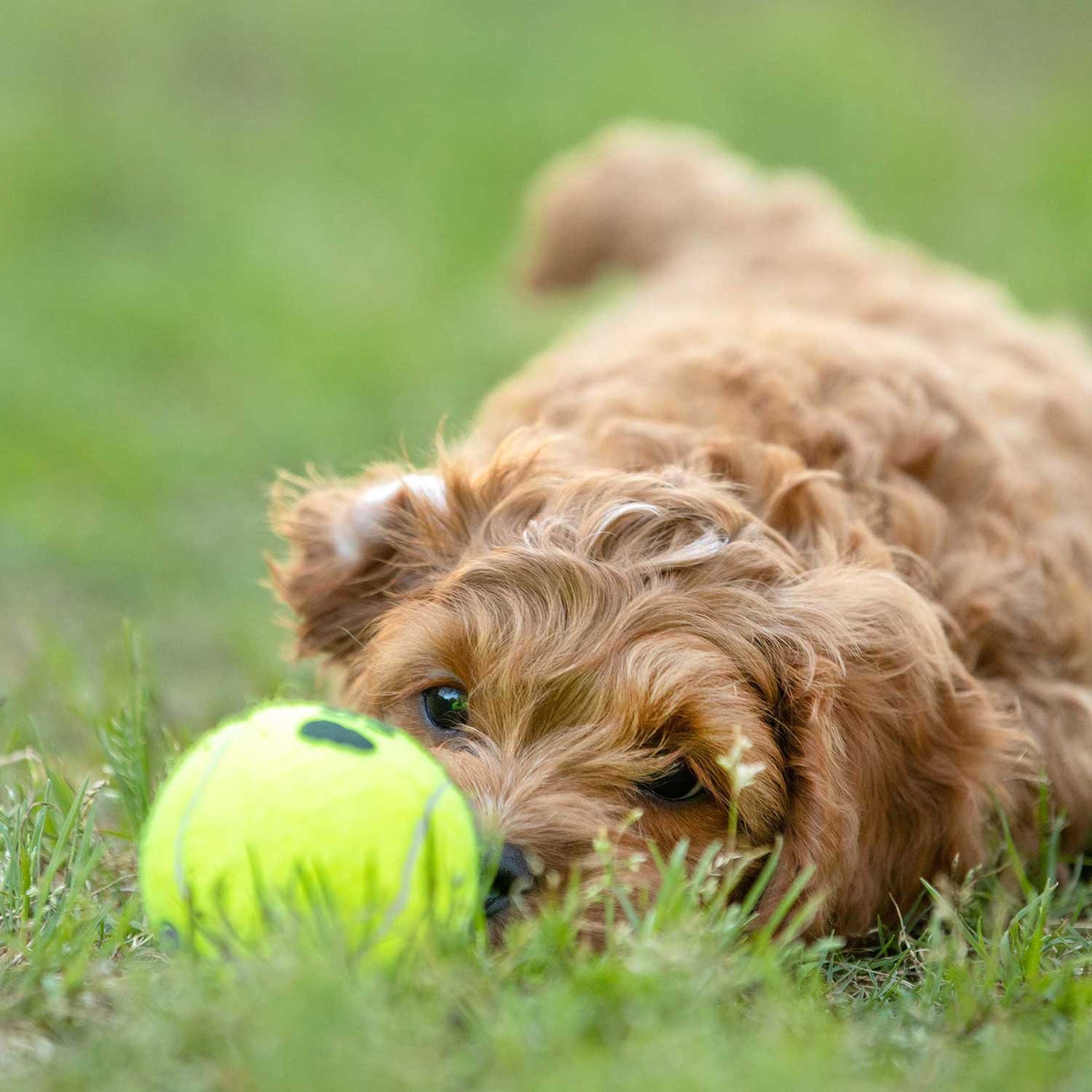KONG Squeaker Tennis Balls