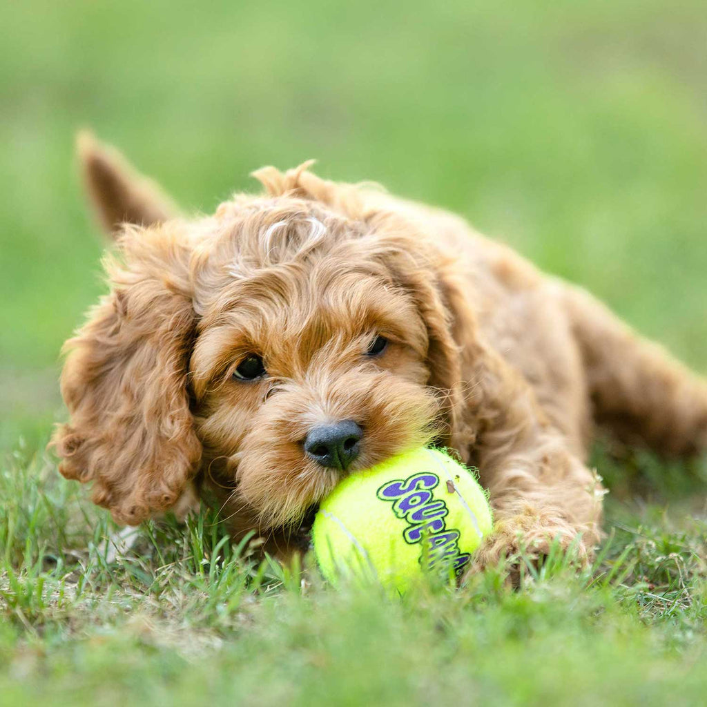 KONG Squeaker Tennis Balls