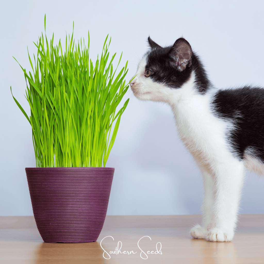 Cat Wellness Gift Set