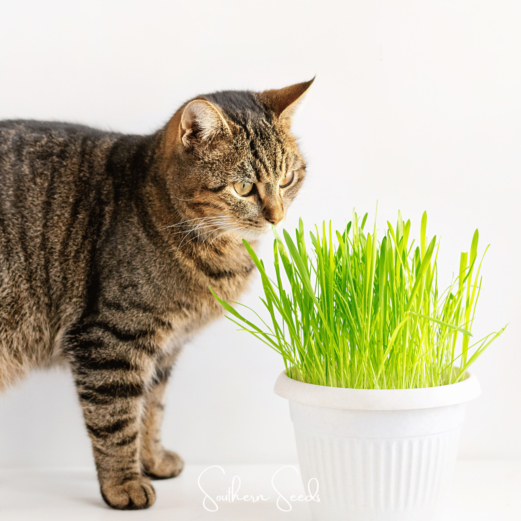 Cat Grass Seeds