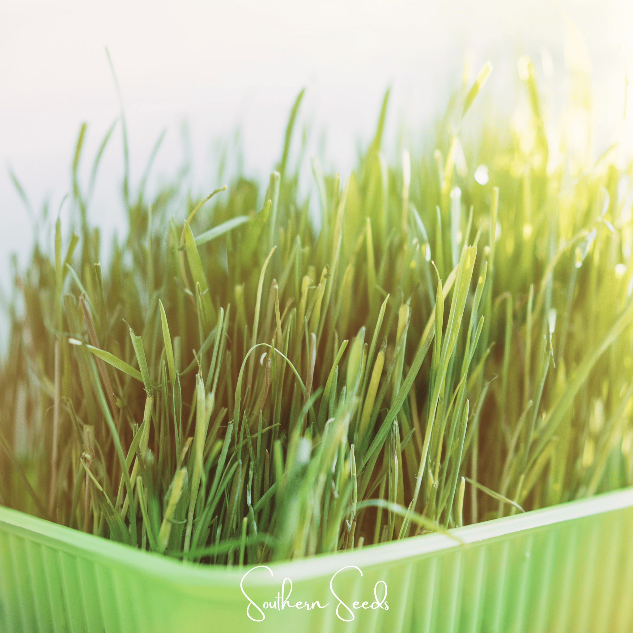 Cat Grass Seeds
