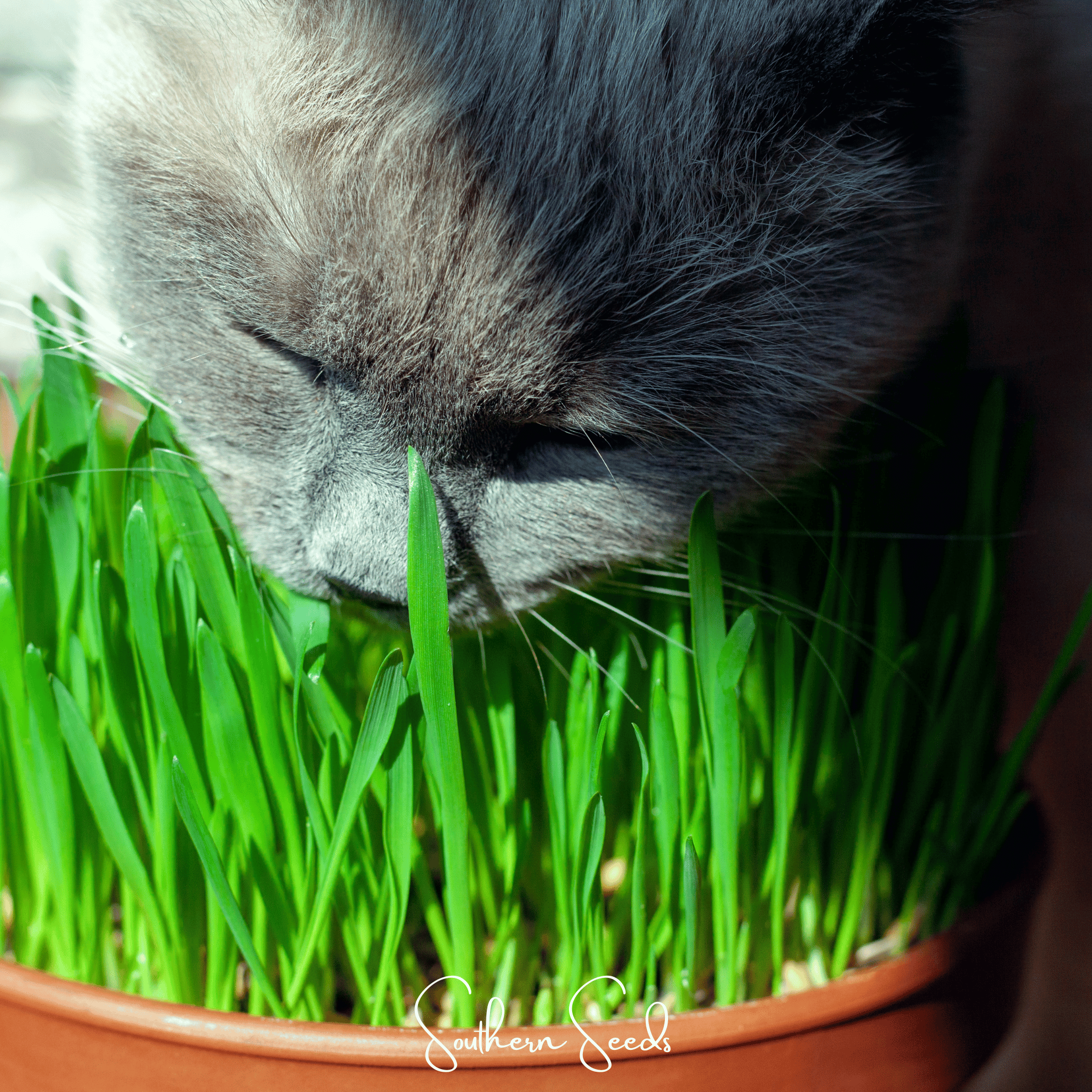 Cat Grass Seeds