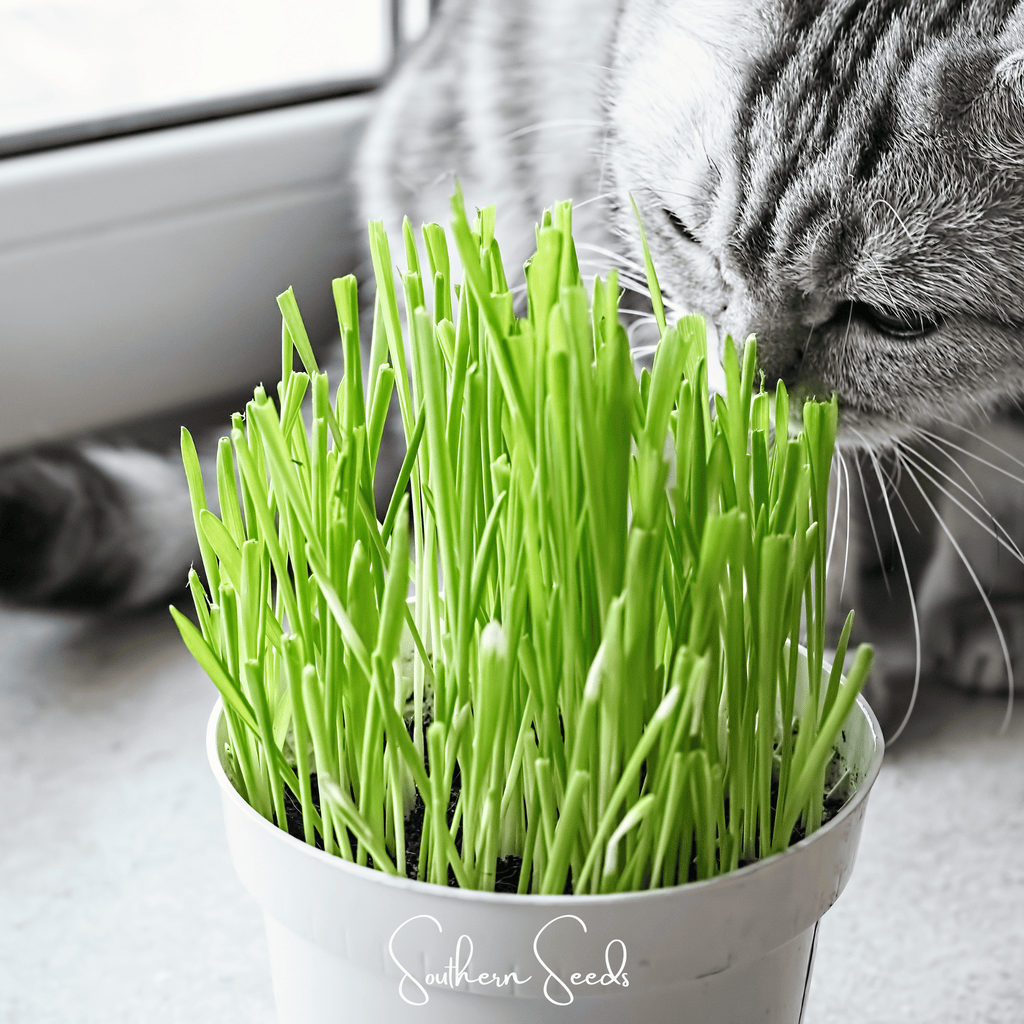 Cat Grass Seeds