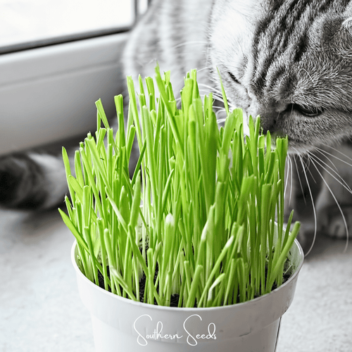 Cat Grass Seeds